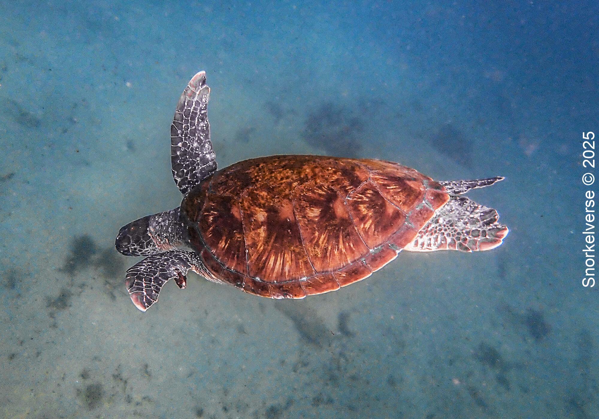 Green Turtle, Cabbage Tree Bay, Manly, Sydney