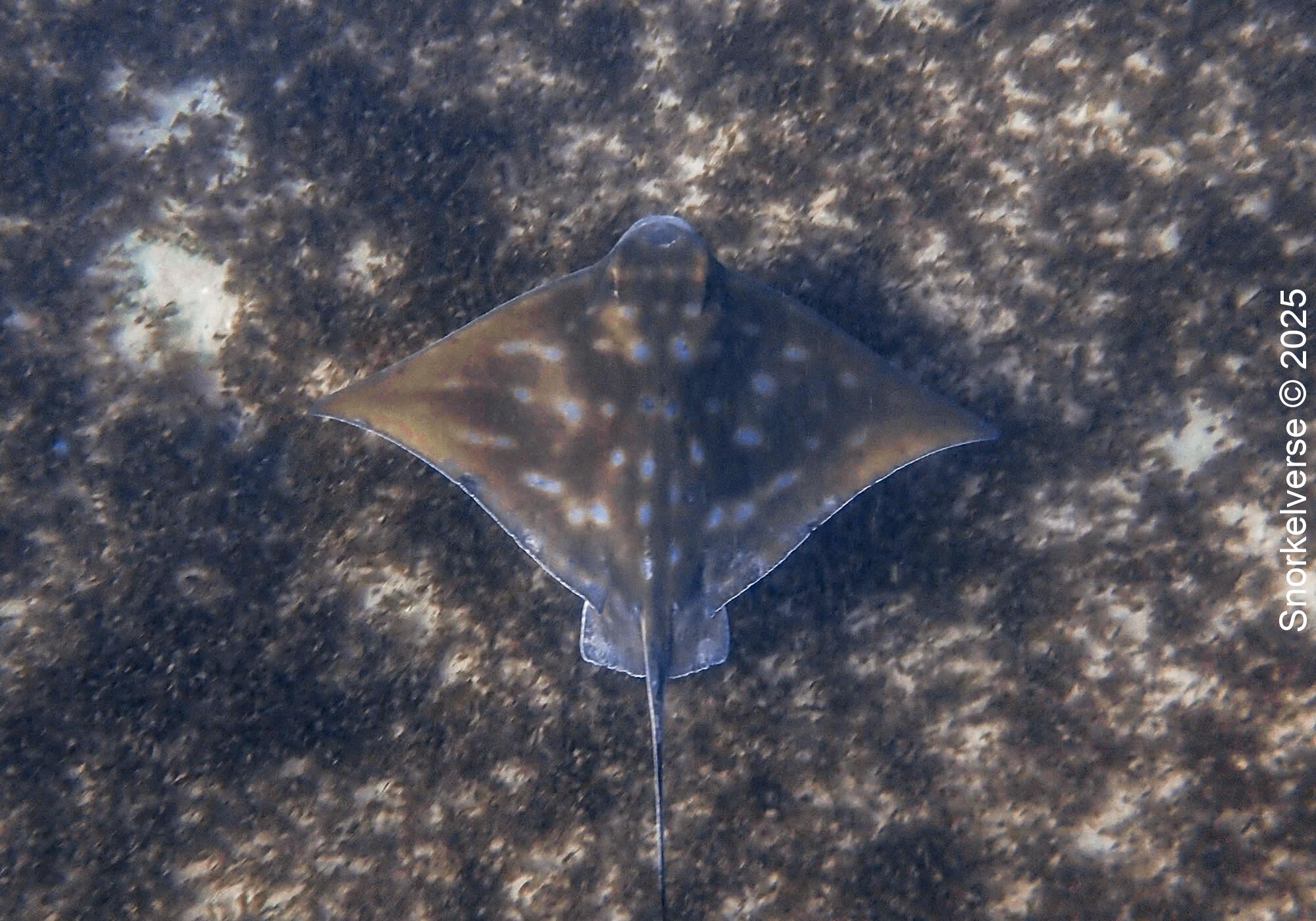Snorkeling Shelly Beach / Cabbage Tree Bay at Manly, Sydney 66 New Zealand Eagle Ray, Cabbage Tree Bay, Manly