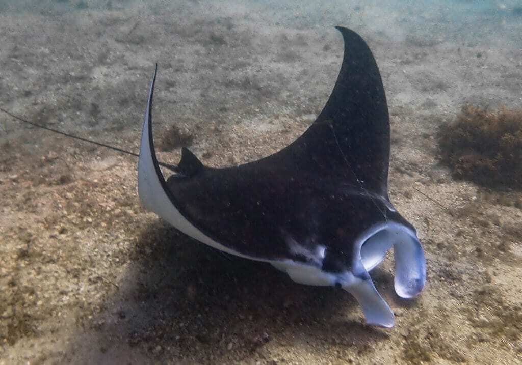 Reef Manta Ray, Cabbage Tree Bay