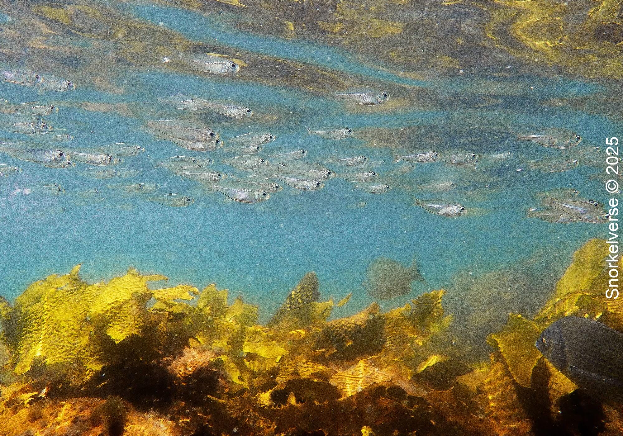 Snorkeling the magical Fly Point, Nelson Bay, Port Stephens 38 School of Small Fish, Fly Point, Nelson Bay