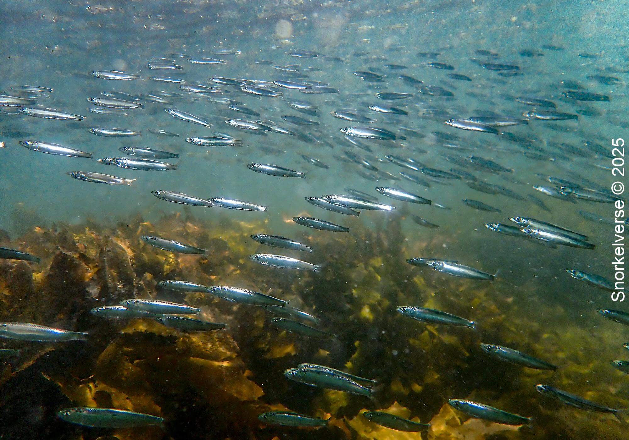 Snorkeling the magical Fly Point, Nelson Bay, Port Stephens 46 School of fish, Fly Point, Nelson Bay