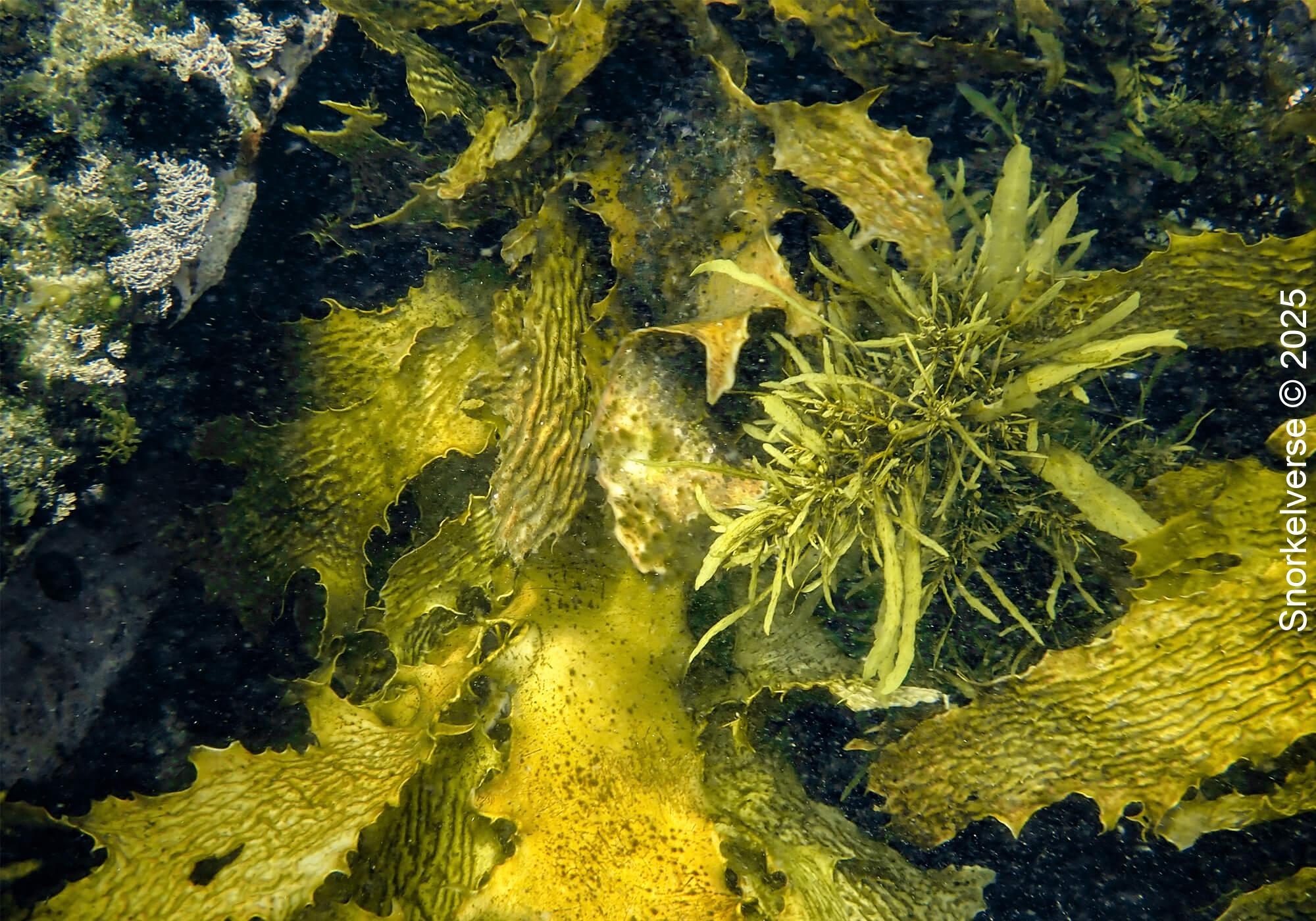 Snorkeling Clovelly Beach, Sydney 31 Sea Kelp, Clovelly, Sydney