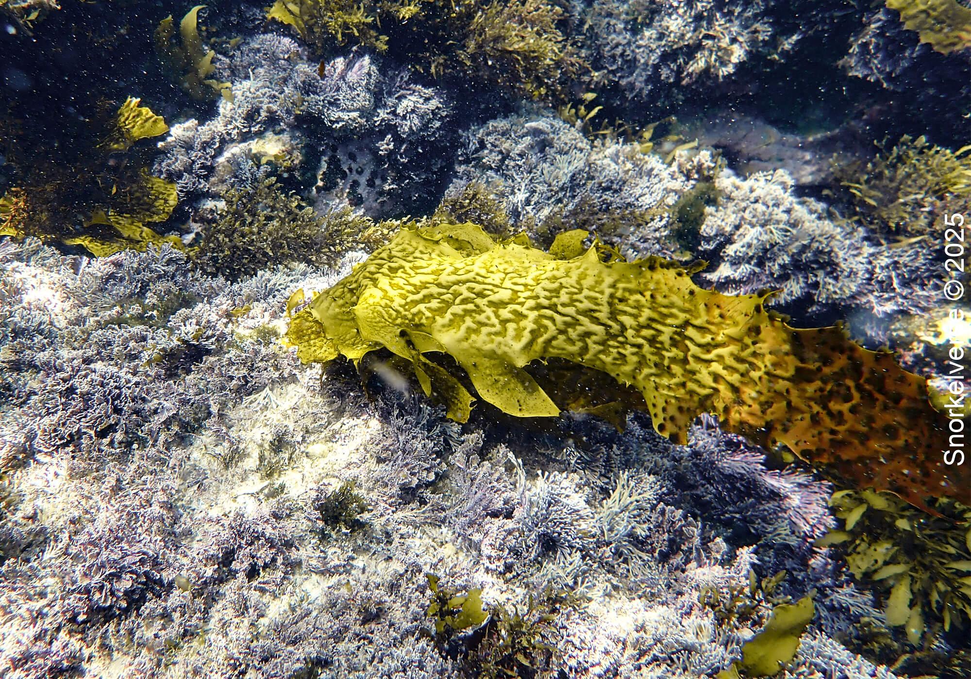 Snorkeling Clovelly Beach, Sydney 35 Sea Kelp, Clovelly, Sydney