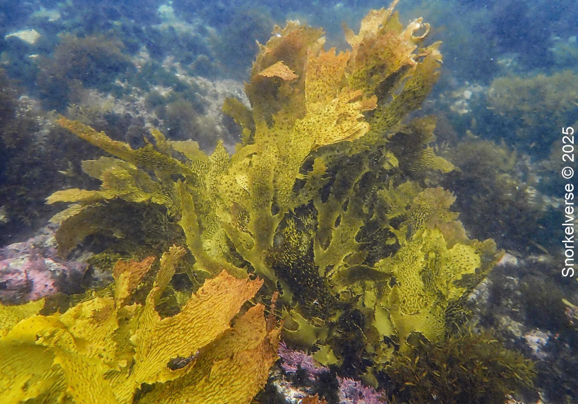 Snorkeling Clovelly Beach, Sydney 30 Sea Kelp, Clovelly Beach, Sydney
