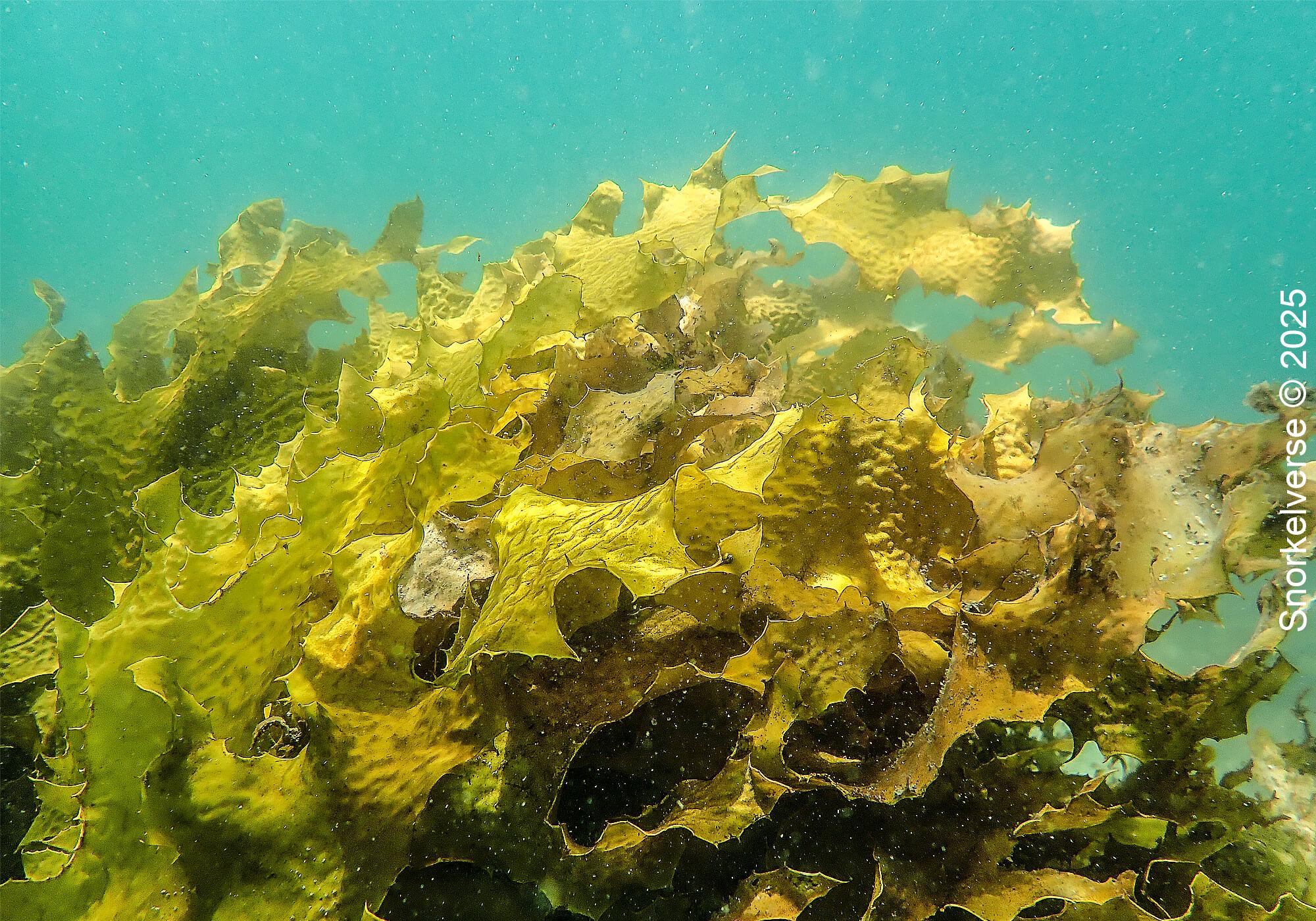 Snorkeling the magical Fly Point, Nelson Bay, Port Stephens 39 Sea Kelp, Fly Point, Nelson Bay
