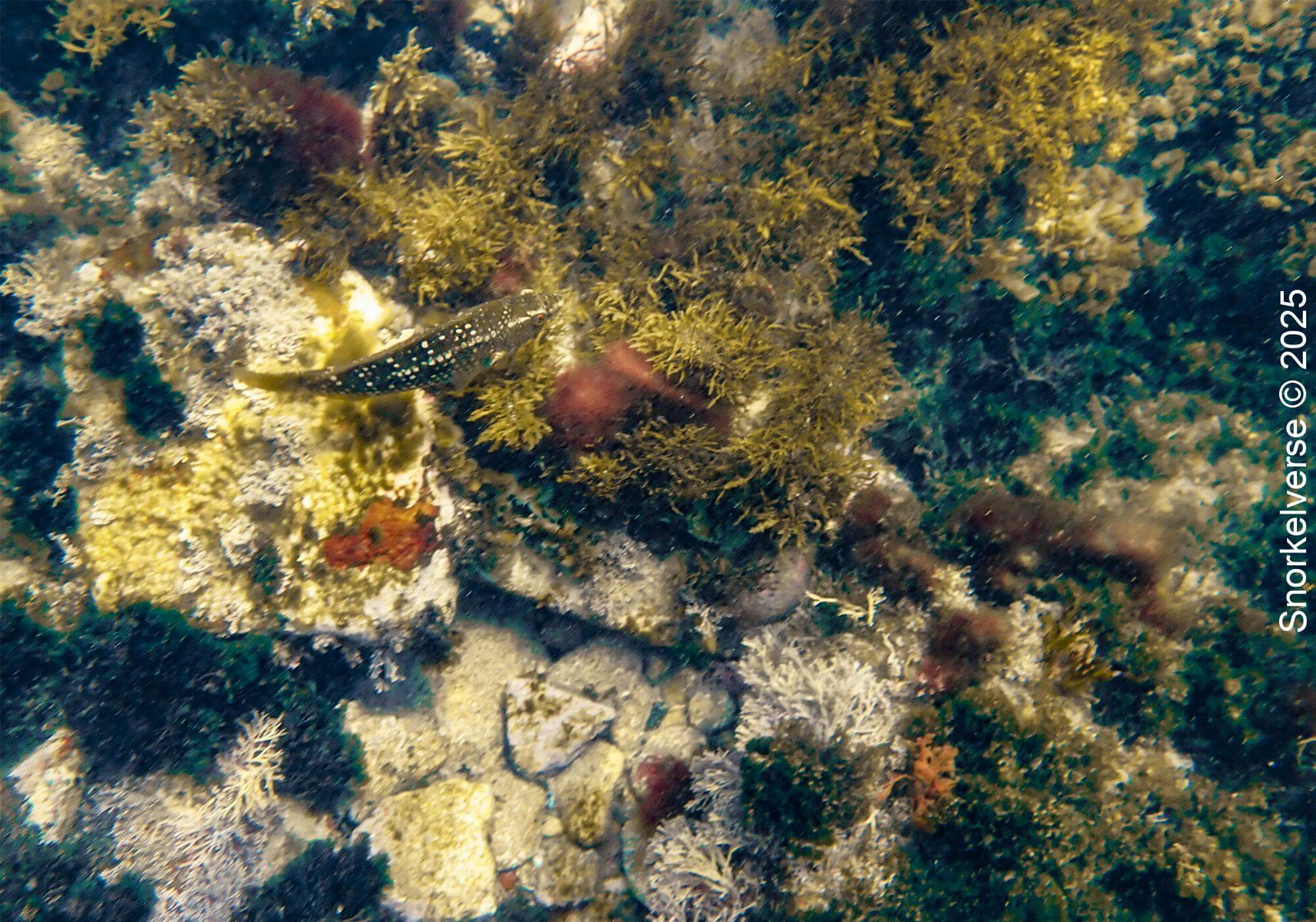 Snorkeling Clovelly Beach, Sydney 36 Sea Plants, Clovelly, Sydney