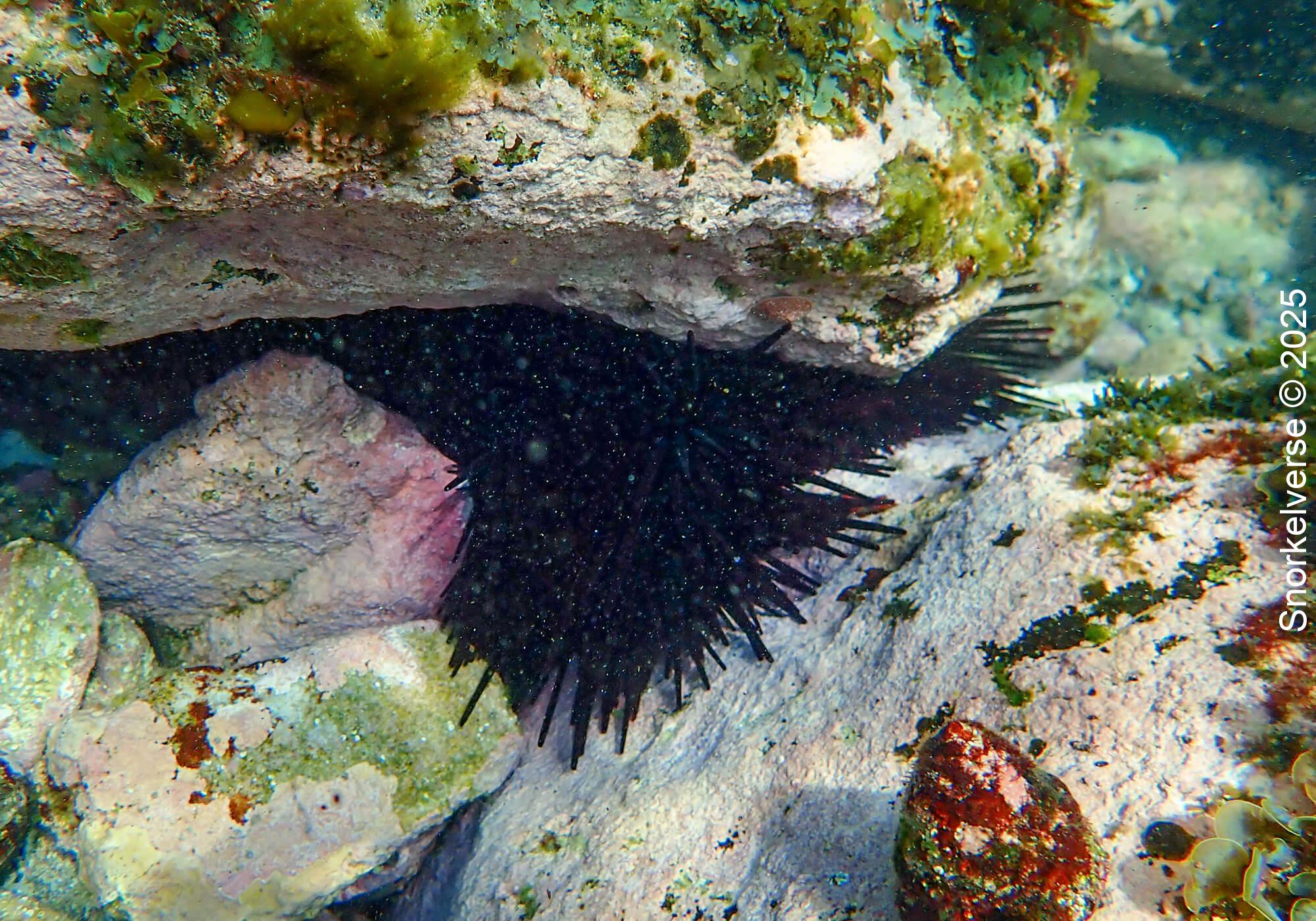 Snorkeling Clovelly Beach, Sydney 24 Sea Urchin, Clovelly, Sydney