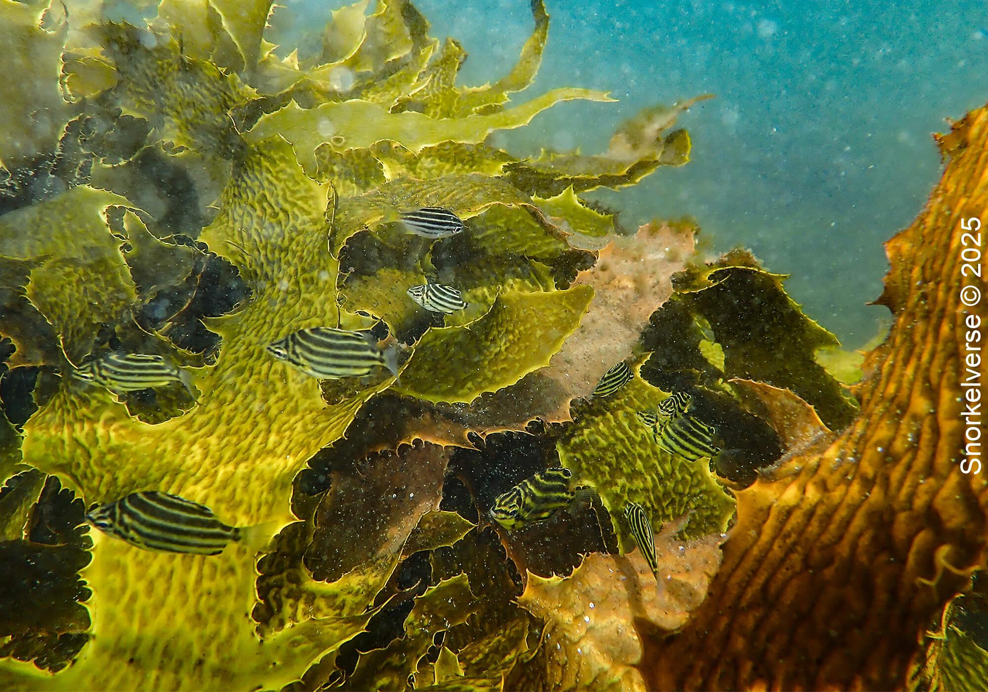 Snorkeling the magical Fly Point, Nelson Bay, Port Stephens 40 Stripey Fish swimming in between the Kelp, Fly Point