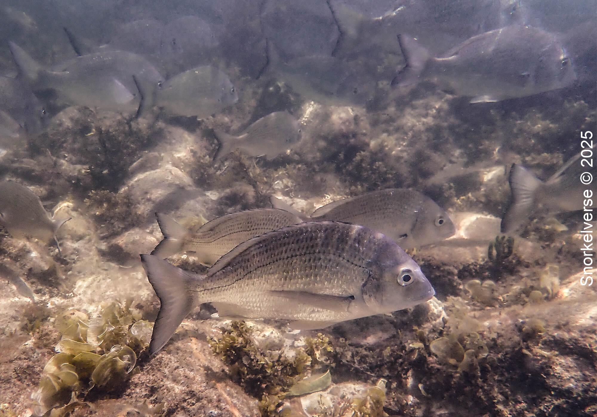 Snorkeling the magical Fly Point, Nelson Bay, Port Stephens 37 Tarwhine School Of Fish in shallow water, Fly Point, Nelson Bay