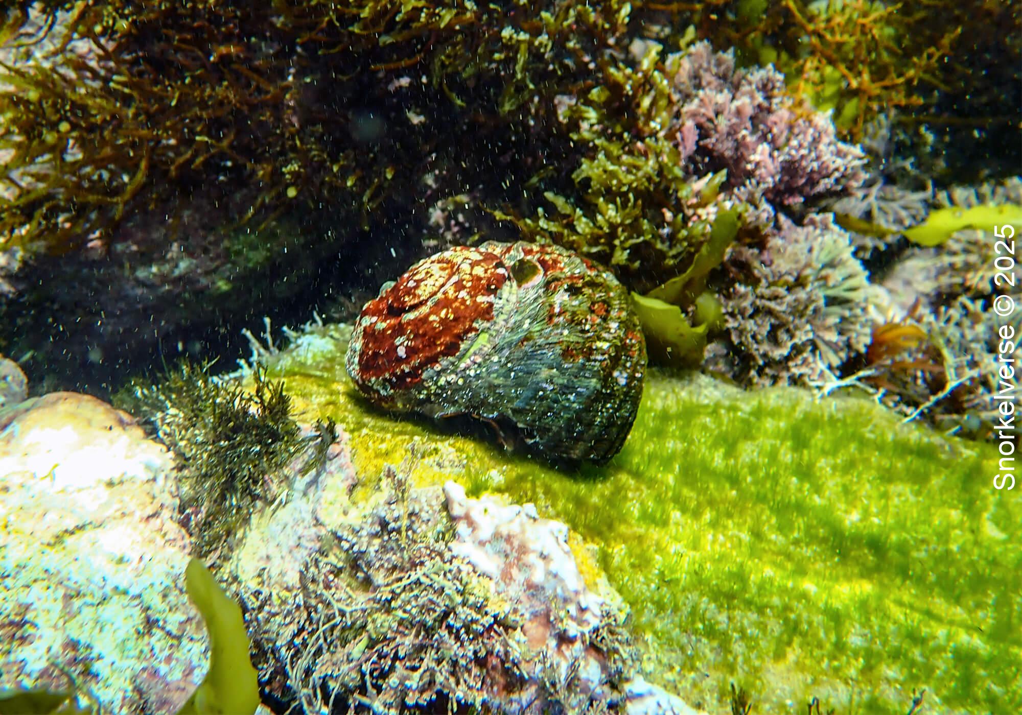 Snorkeling Clovelly Beach, Sydney 32 Turban Snails, Clovelly, Sydney