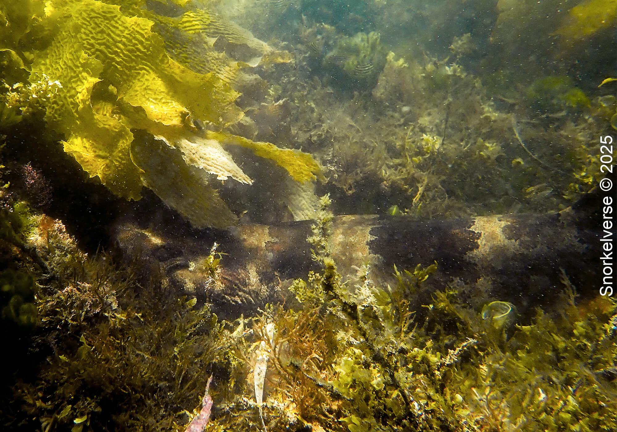 Snorkeling the magical Fly Point, Nelson Bay, Port Stephens 44 Wobbegong. Fly Point, Nelson Bay