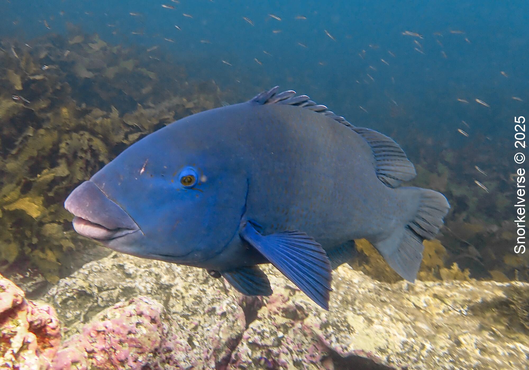 Snorkeling Shelly Beach / Cabbage Tree Bay at Manly, Sydney 63 Eastern Blue Groper, Cabbage Tree Bay