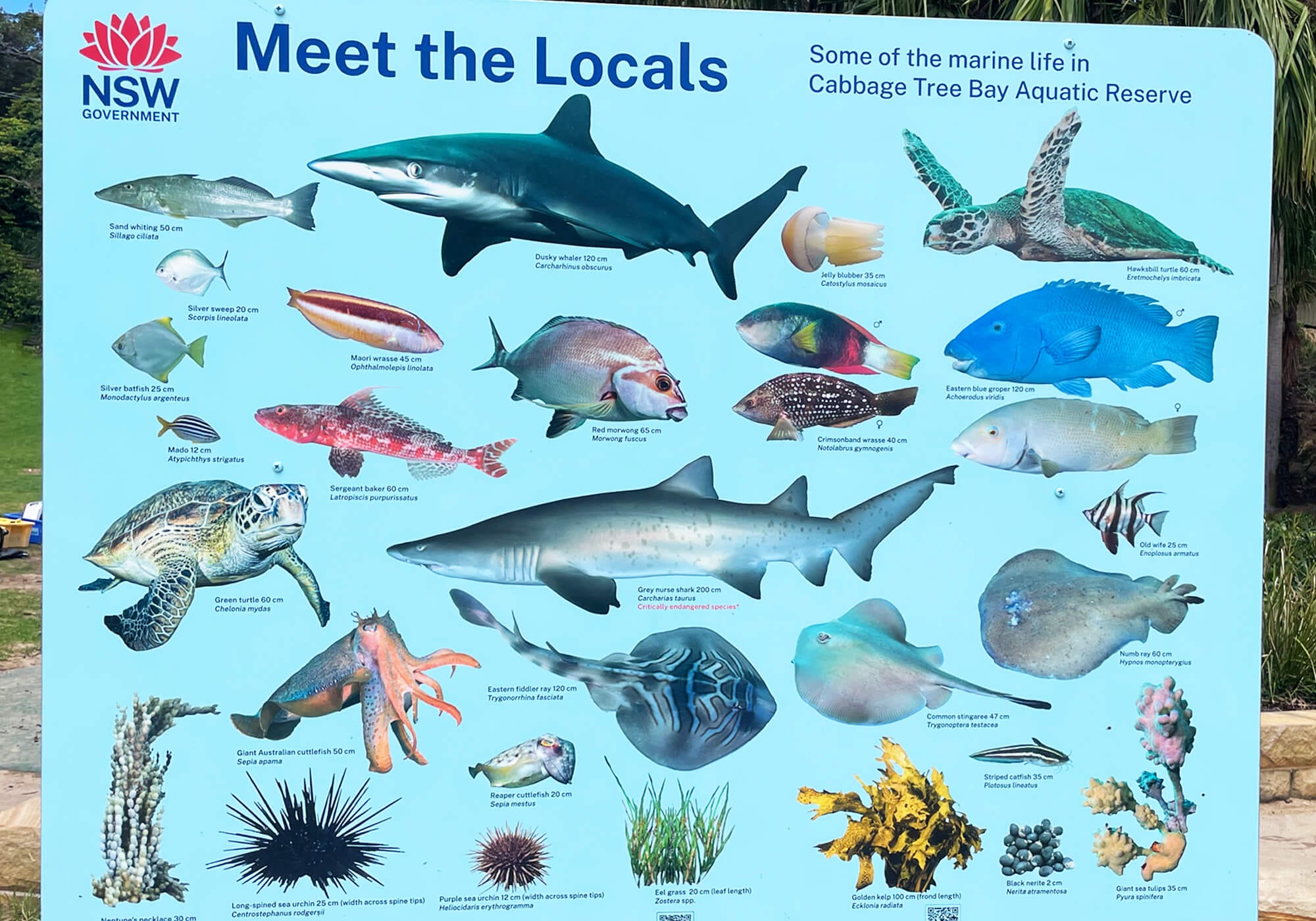 Marine-Life-Cabbage-Tree-Bay-1 Marine Life Cabbage Tree Bay Sign