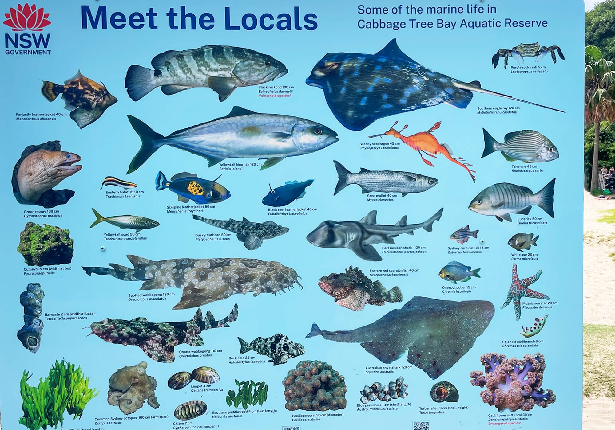 Marine-Life-Cabbage-Tree-Bay-2 Marine Life Cabbage Tree Bay Sign