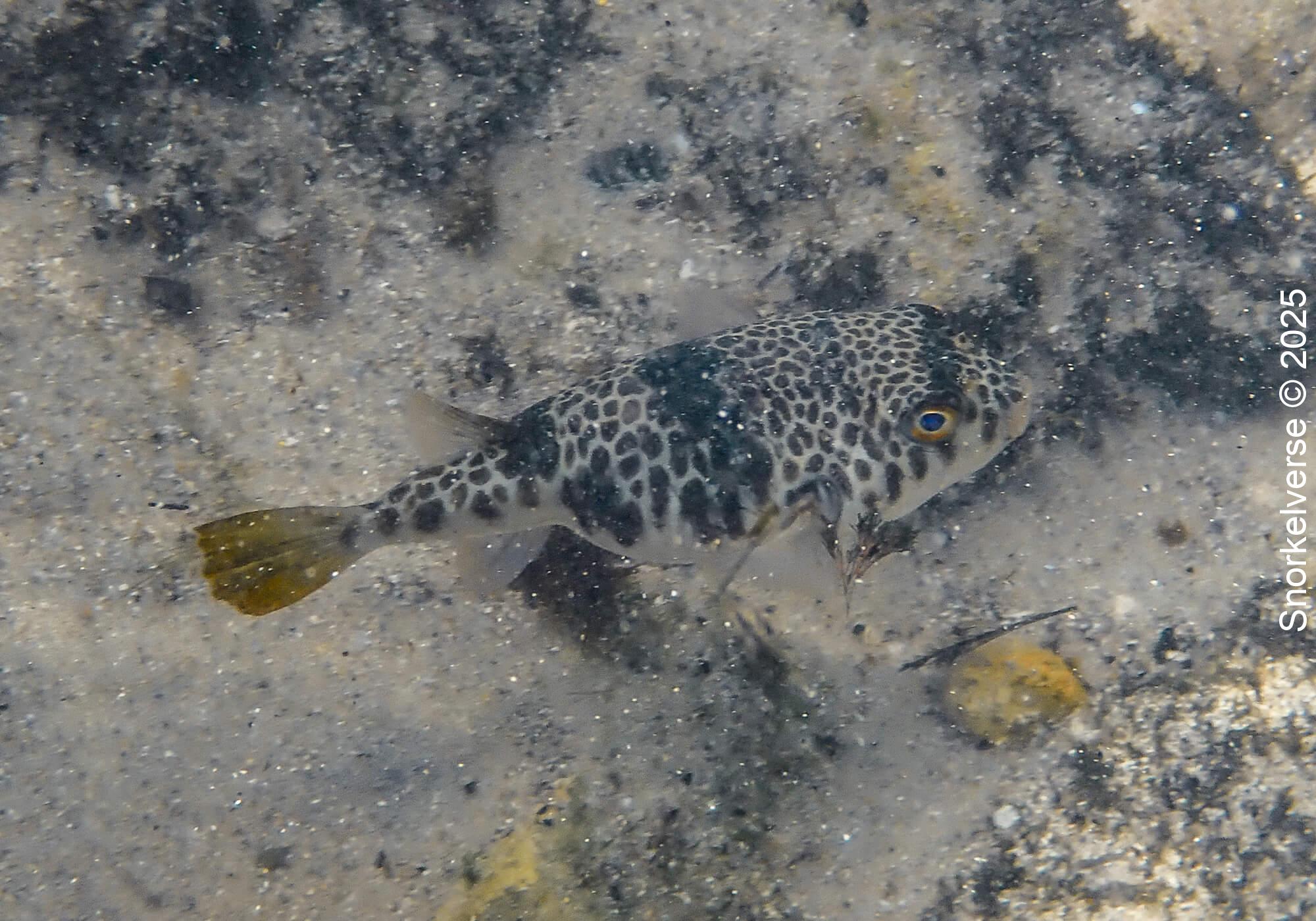 Snorkeling Clovelly Beach, Sydney 29 Smooth Toadfish, Clovelly Beach