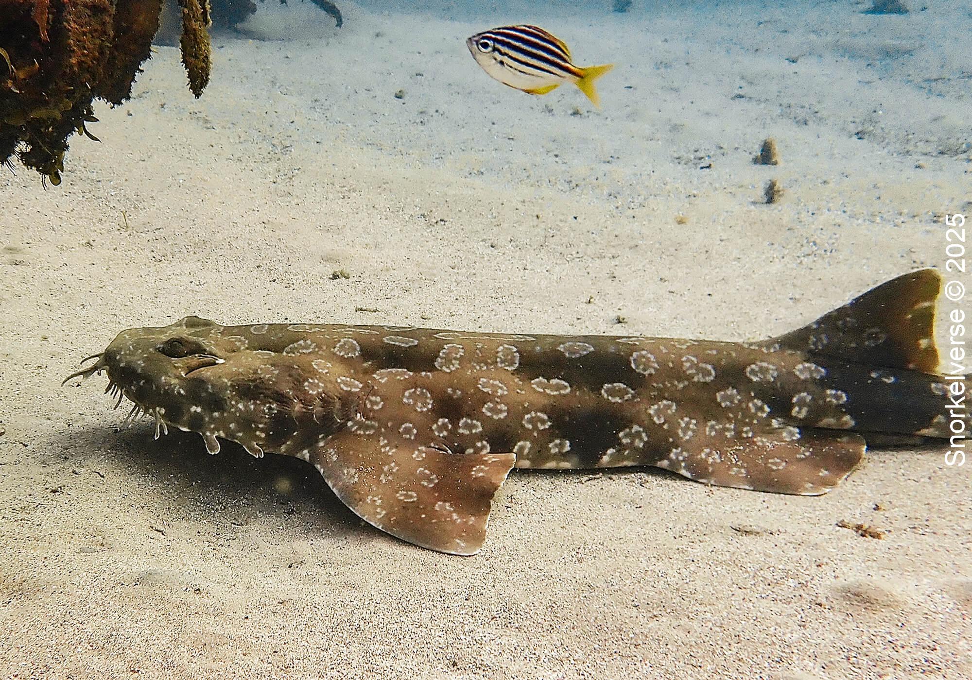 Snorkeling Shelly Beach / Cabbage Tree Bay at Manly, Sydney 67 Spotted Wobbegong, Cabbage Tree Bay