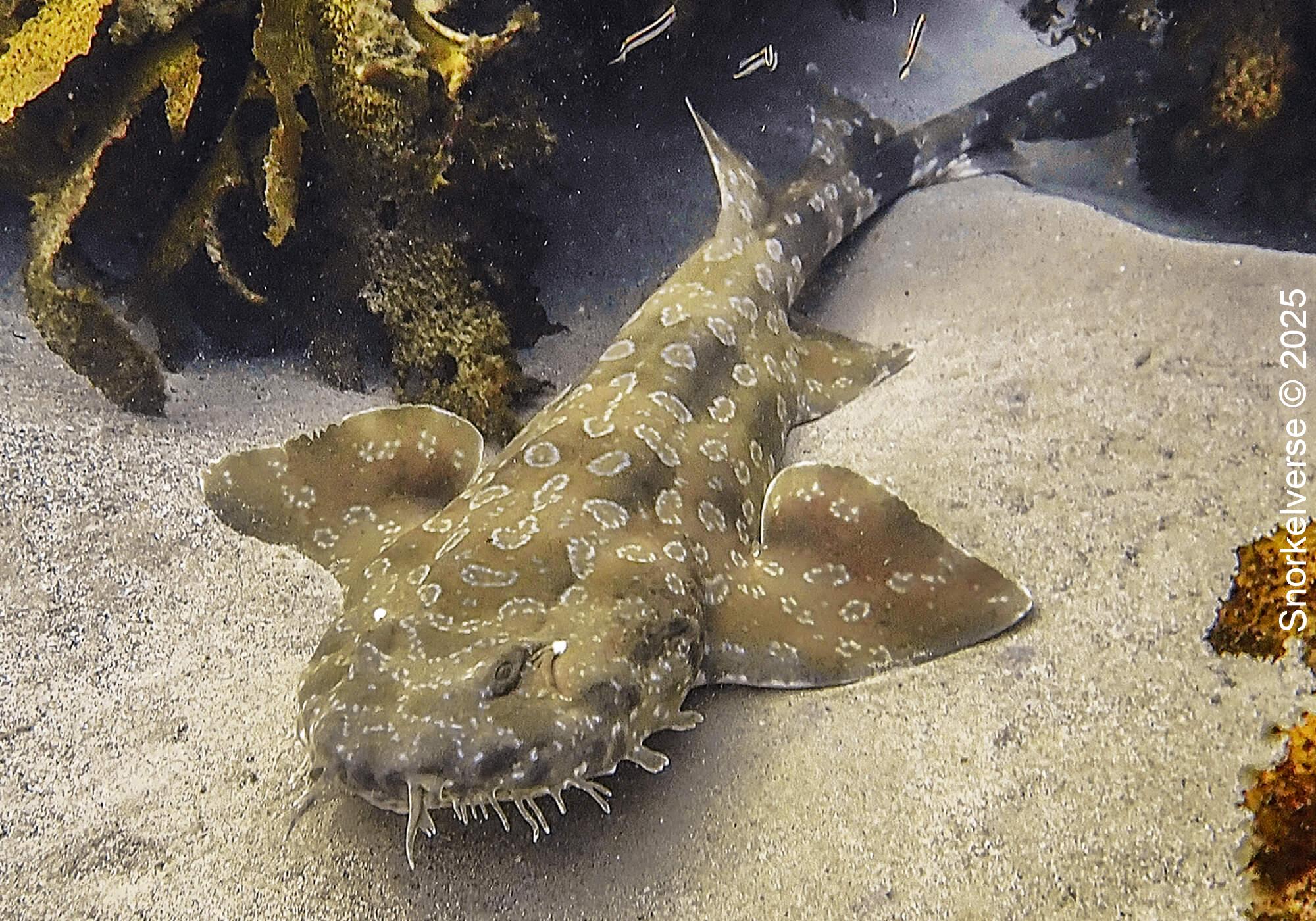 Snorkeling Shelly Beach / Cabbage Tree Bay at Manly, Sydney 68 Spotted Wobbegong, Cabbage Tree Bay