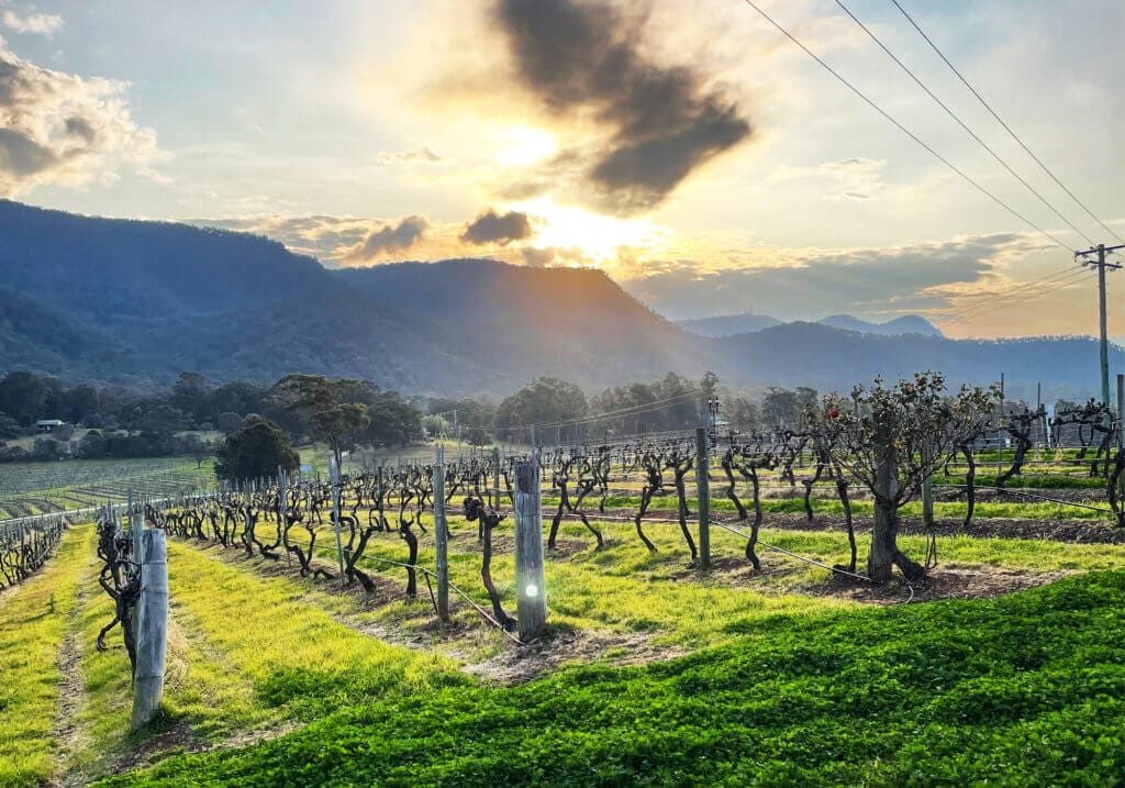 Vinyard, Hunter Valley