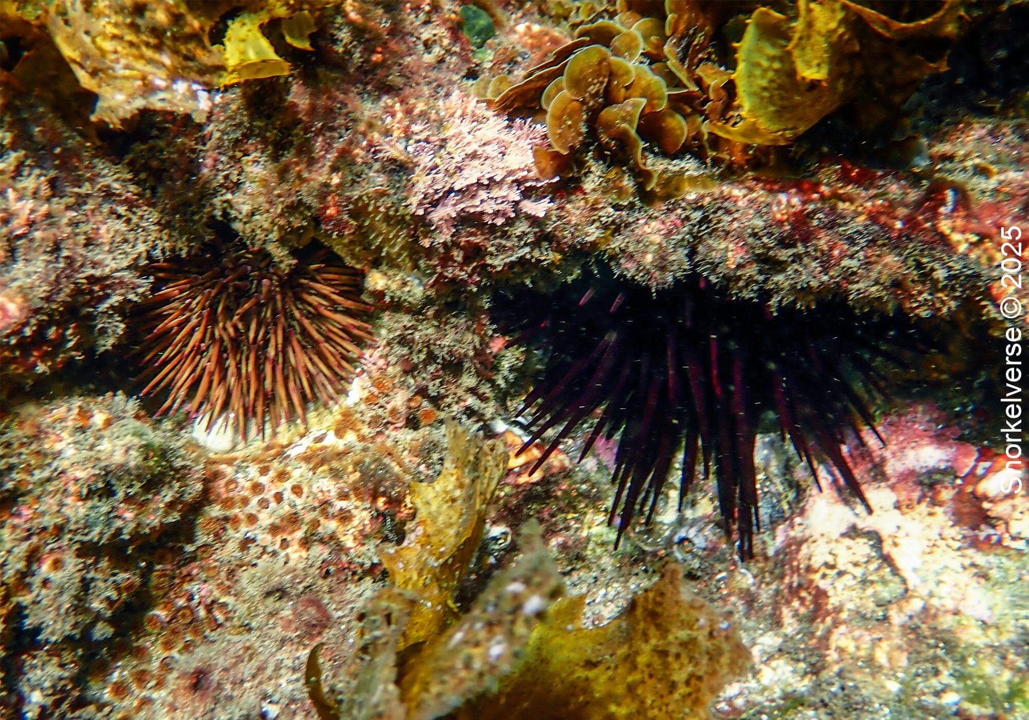 The scenic Spit to Manly walk 48 Sea Urchins, Fairlight Beach