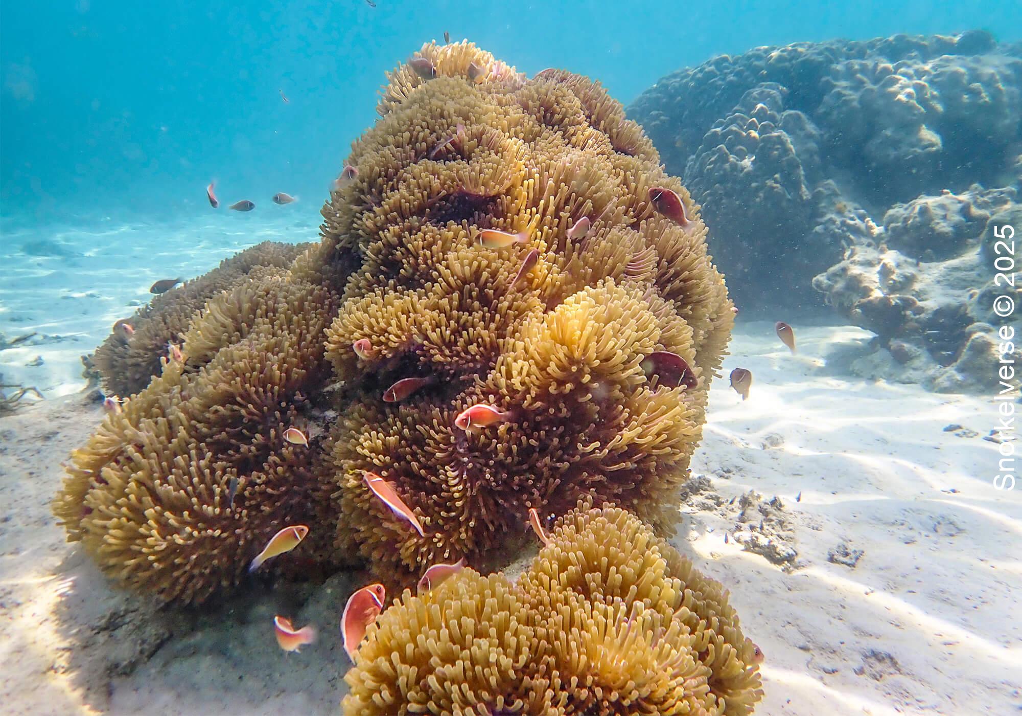 Large Anemone with Anemonefish, Japanese Gardens, Koh Tao