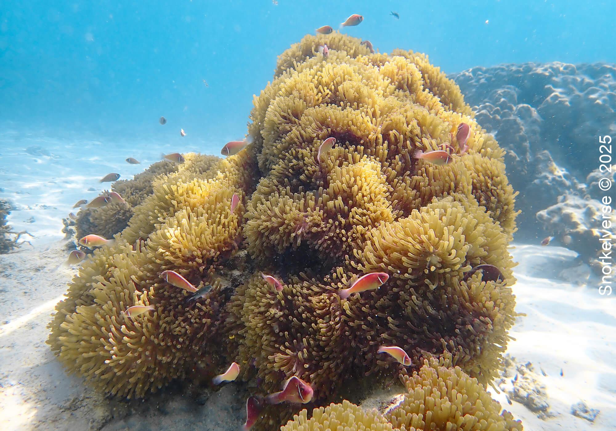 Snorkeling the crystal clear Japanese Gardens, Koh Tao 25 Anemone, Japanese Gardens,