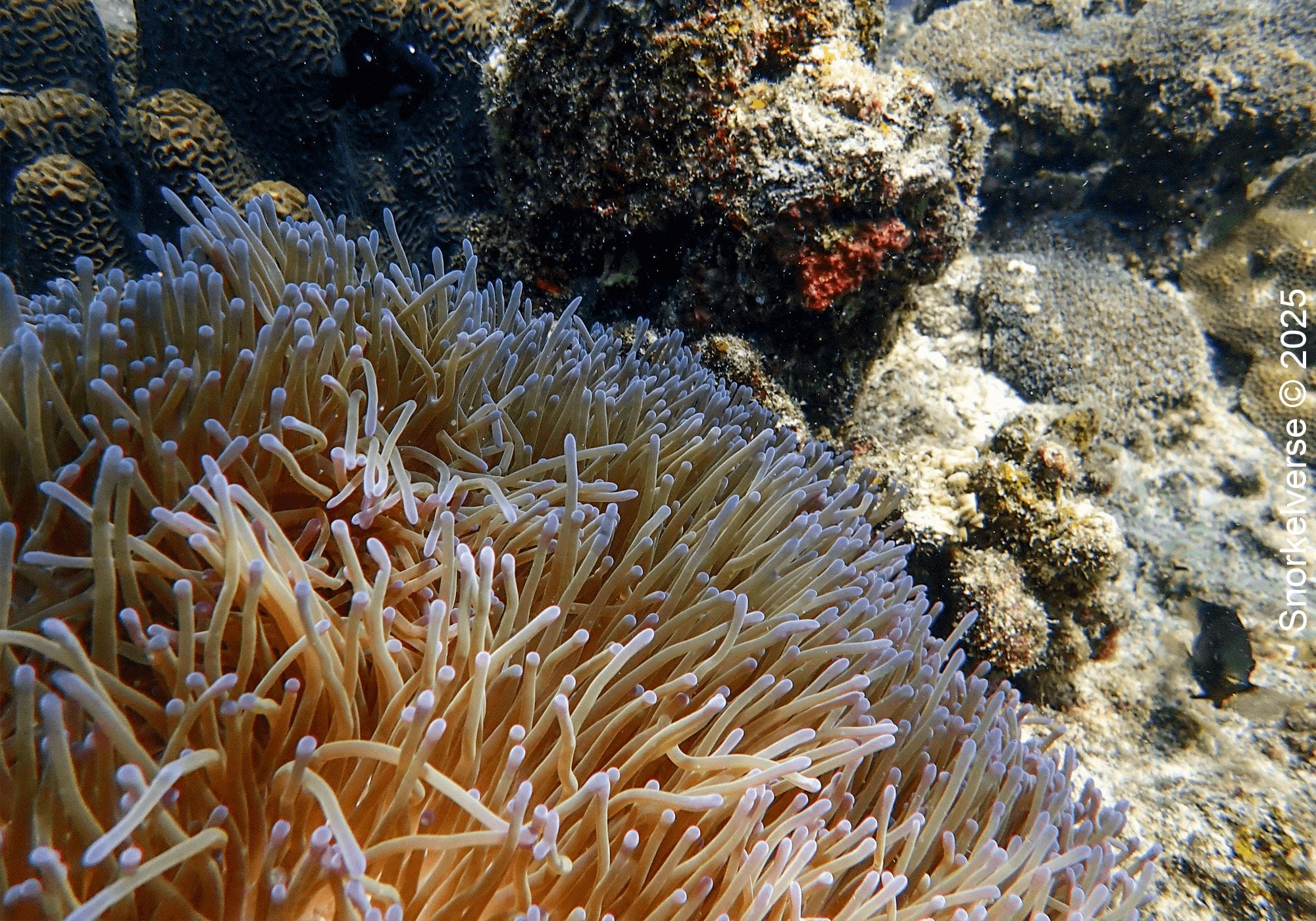 Anemone, Lighthouse Bay, Koh Toa