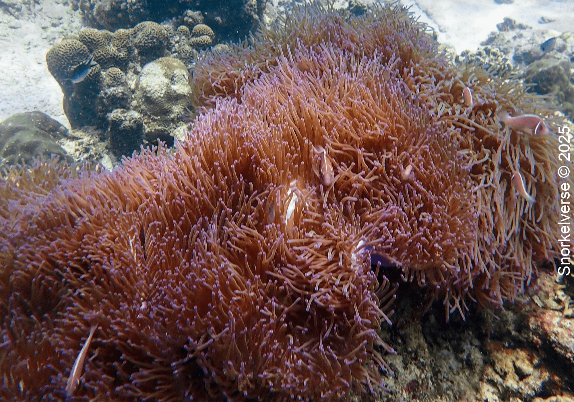 Snorkeling the corals of Lighthouse Bay, Koh Tao 30 Anemone, Lighthouse Bay, Koh Tao