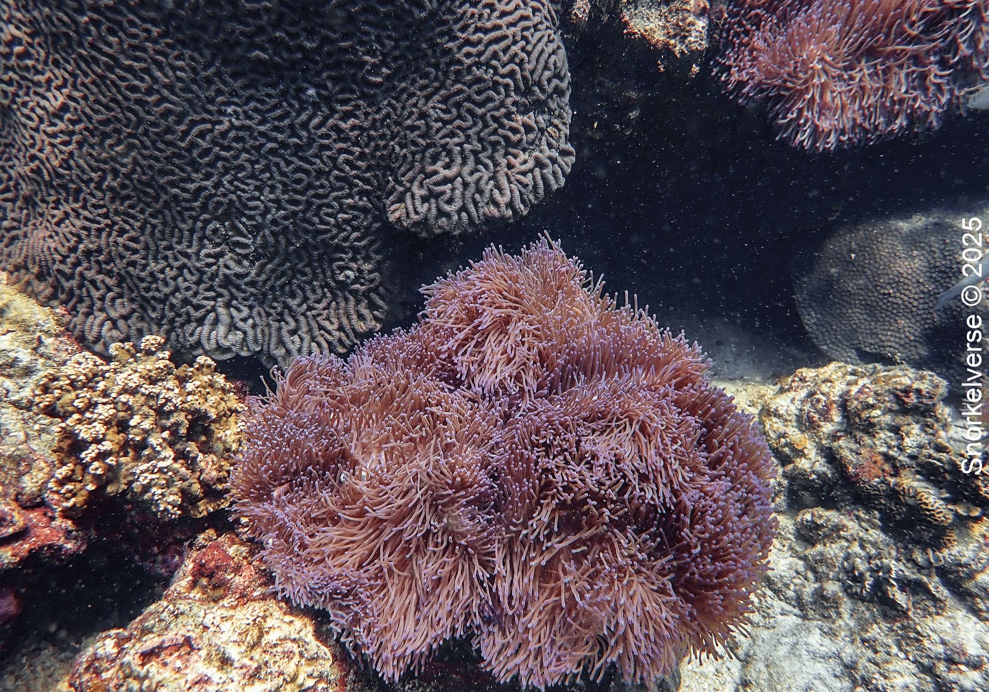Anemone, Lighthouse Bay