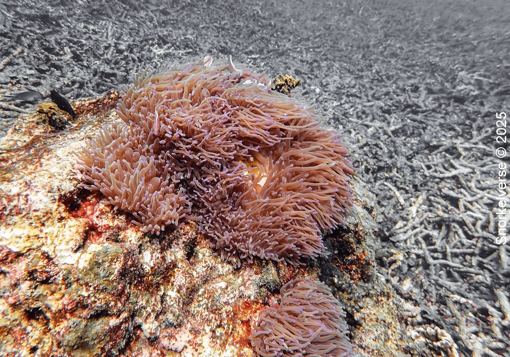 Anemone Structure, Shark Bay, Koh Tao, Thailand