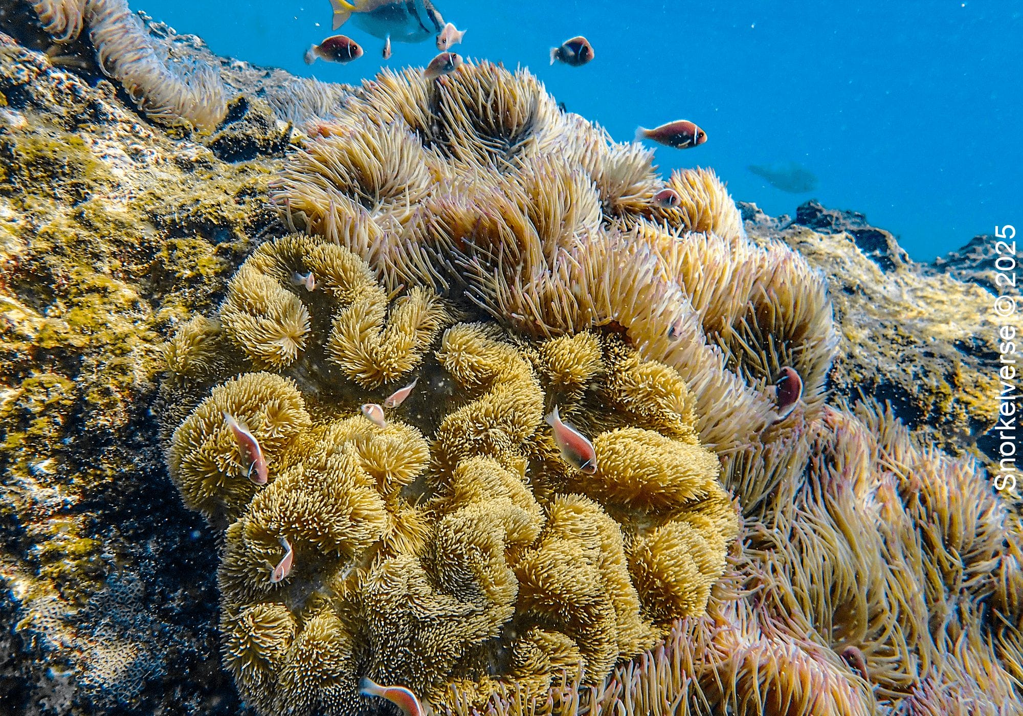Anemone and Anemonefish, Shark Bay