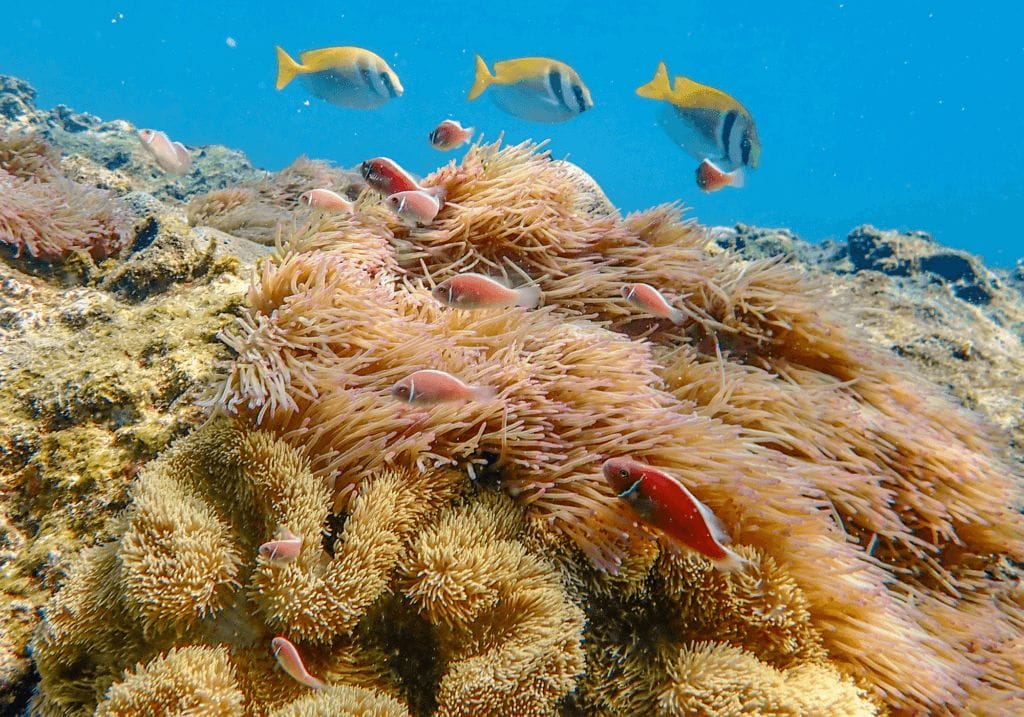 Coral reef with Anemone, Shark Bay