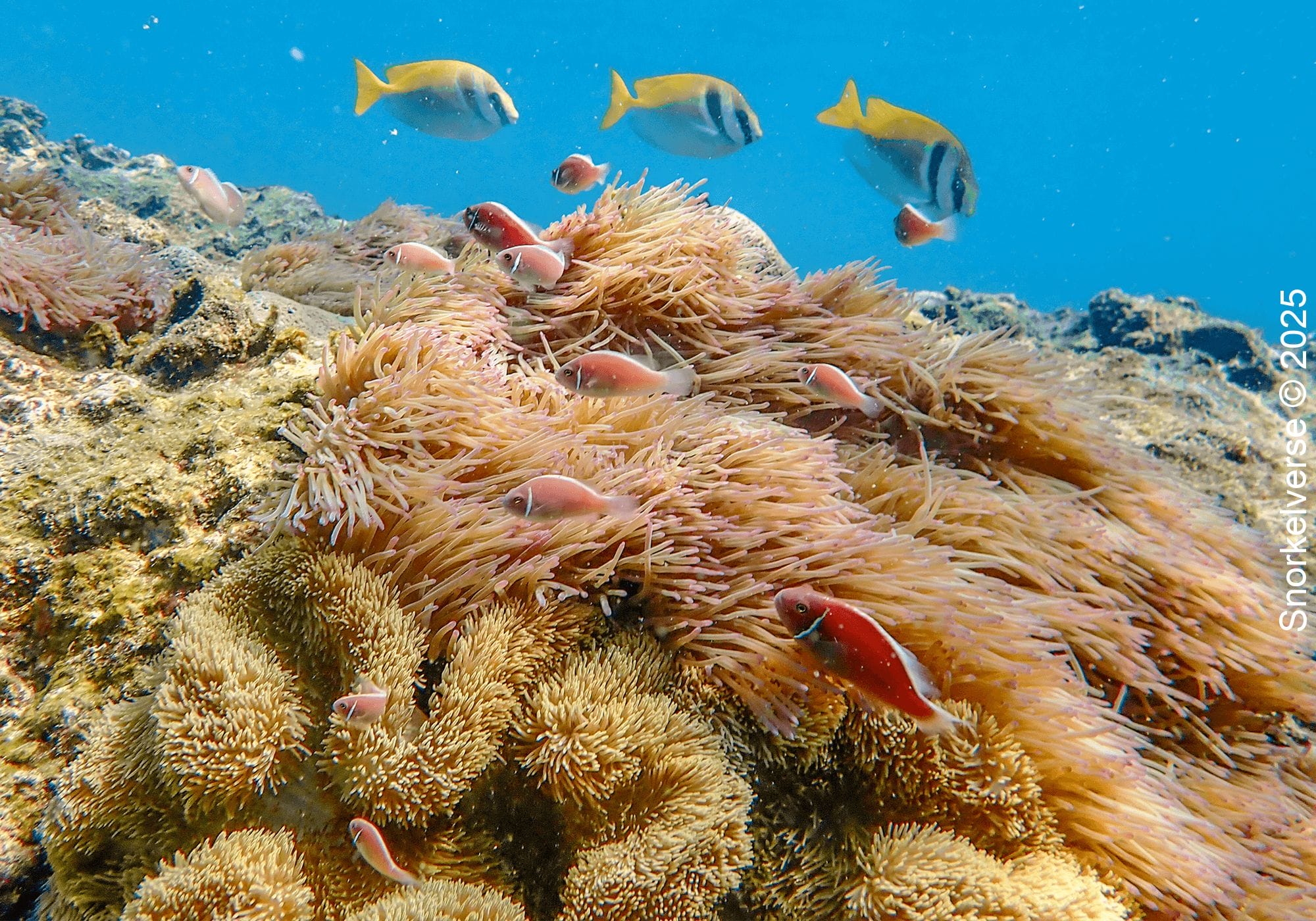 Coral reef with Anemone, Shark Bay