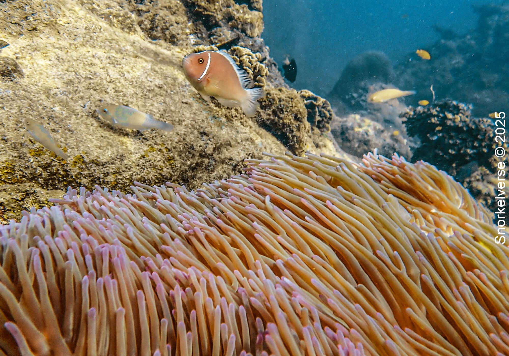 Anemonefish, Tanote Bay