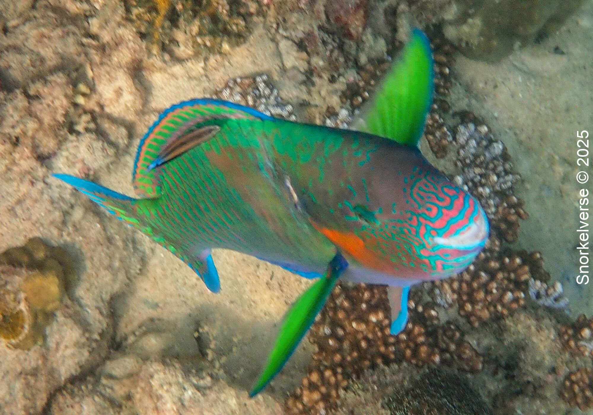 Bicolor Parrotfish, Tanote Bay