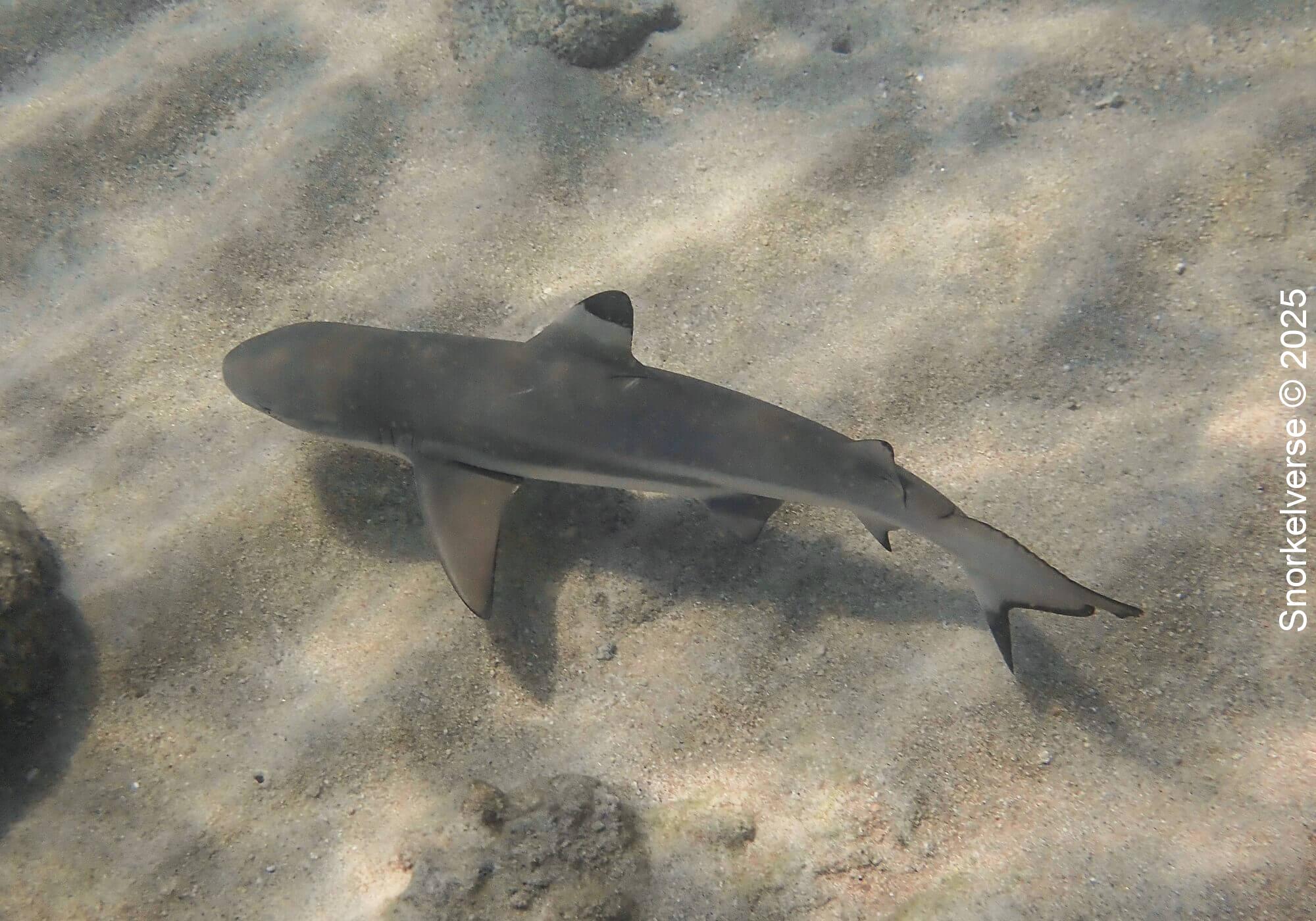 Snorkeling with sharks at Aow Leuk Bay, Koh Tao 22 Blacktip Reef Shark, Aow Leuk Bay, Koh Tao