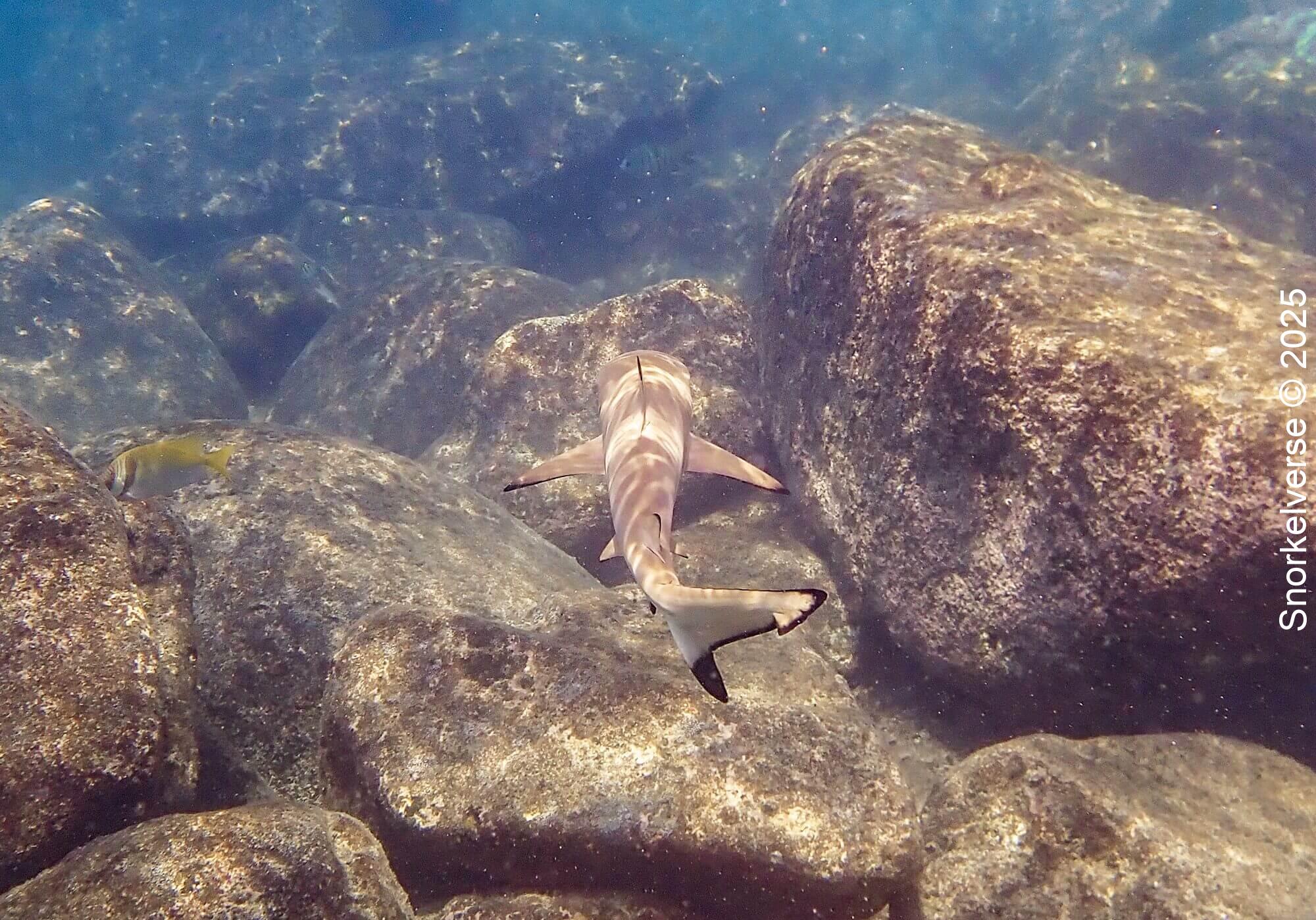 Snorkeling with sharks at Aow Leuk Bay, Koh Tao 23 Blacktip Reef Shark, Aow Leuk Beach, Koh Tao, Thailand