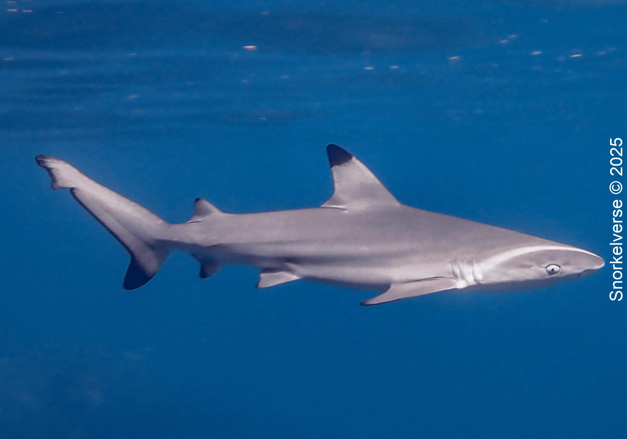 Juvinile Blacktip Reef Shark swimming at Tanote Bay