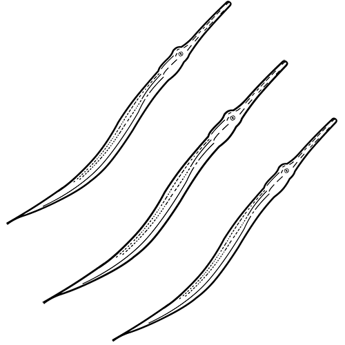 Bluespotted Cornetfish Icon