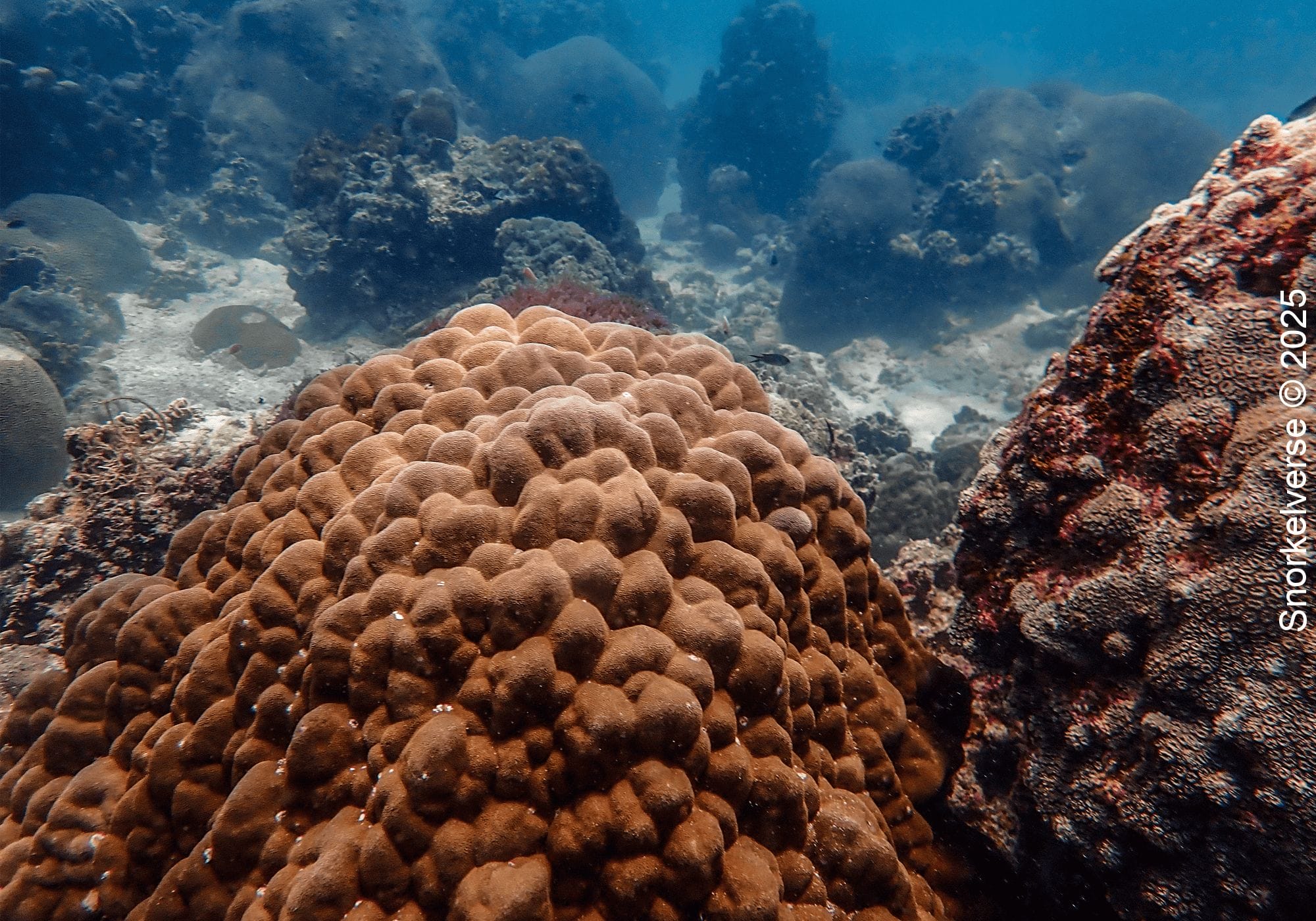 Boulder Coral, Lighthouse Bay, Koh Tao