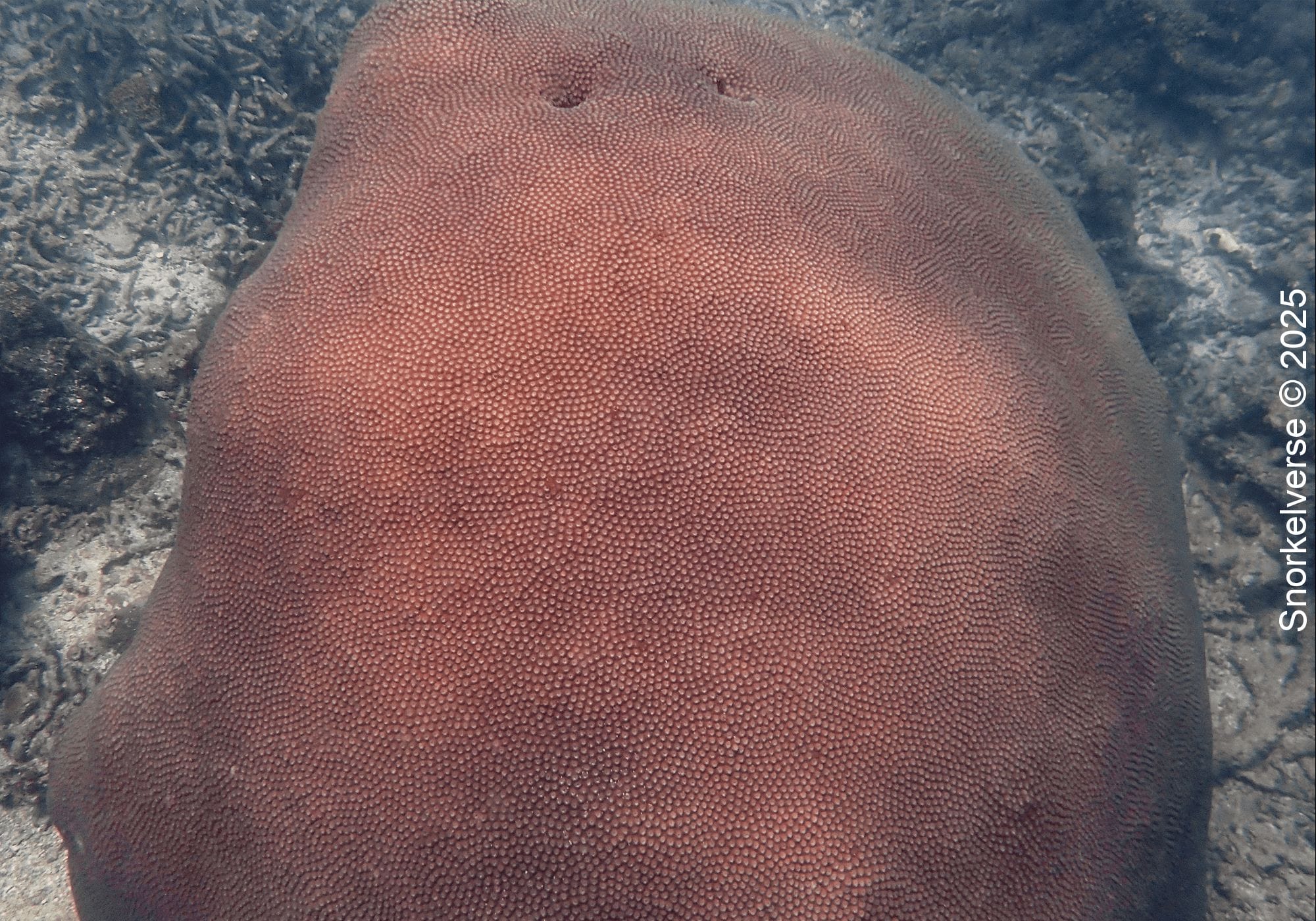 Snorkeling with sharks at Aow Leuk Bay, Koh Tao 19 Large Boulder Star Coral, Aow Leuk Bay