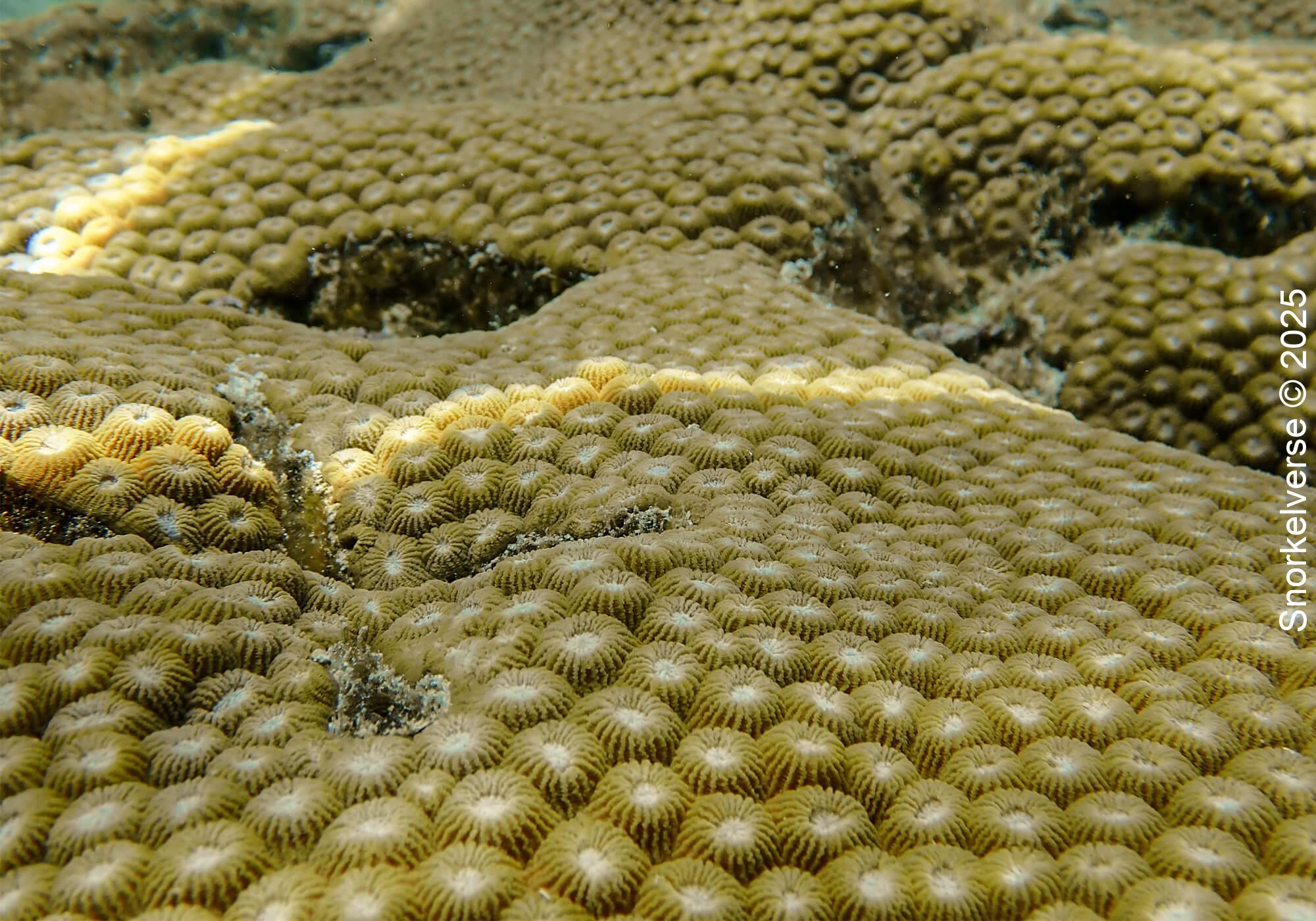 Boulder Star Coral, Japanese Gardens