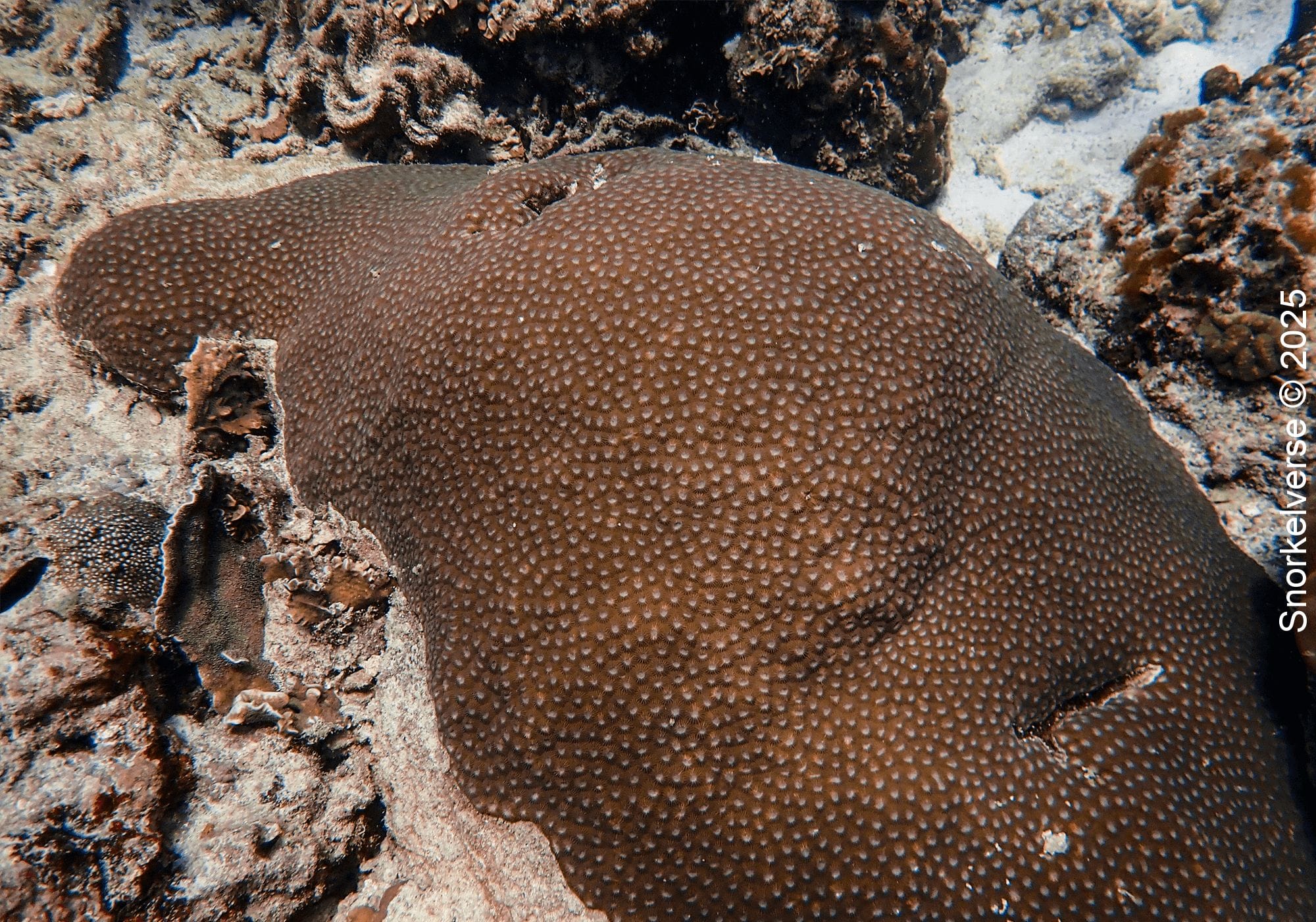 Snorkeling the corals of Lighthouse Bay, Koh Tao 22 Boulder Star Coral, Lighthouse Bay