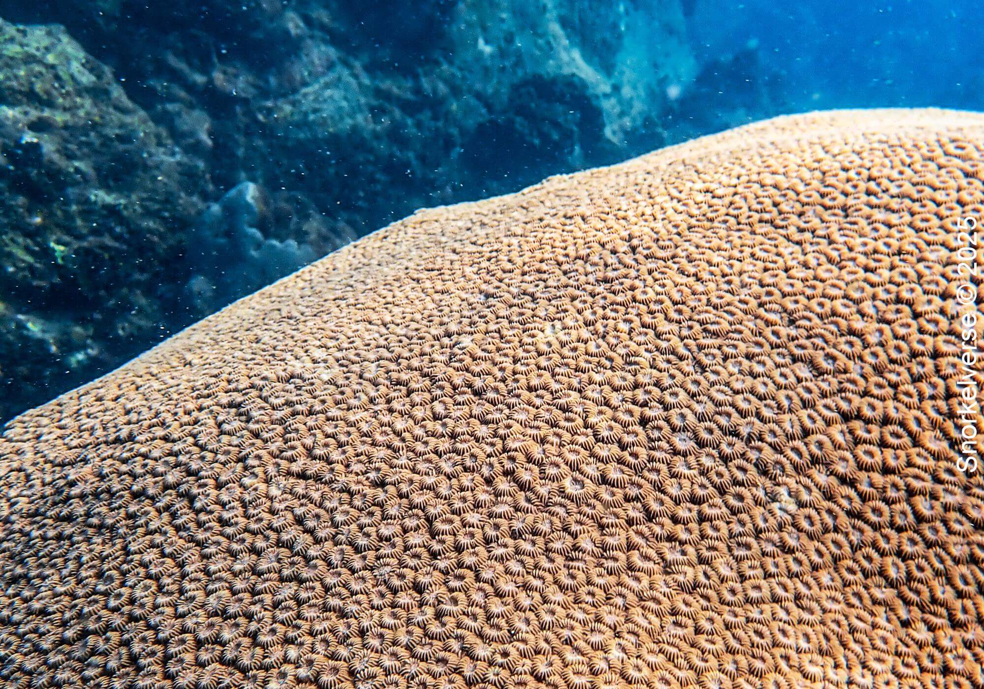 Snorkeling the tropical Tanote Bay, Koh Tao 18 Boulder Star Coral, Tanote Bay
