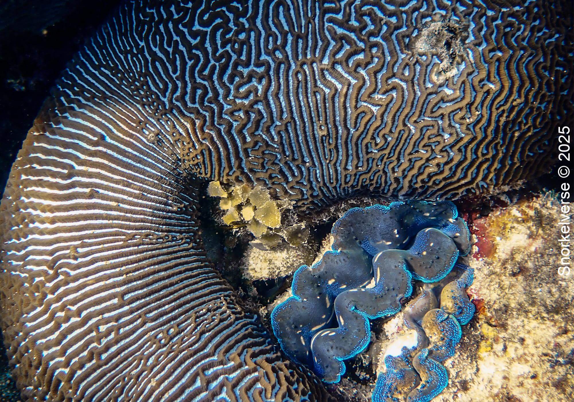 Giant Clam and Brain Coral, Tanote Bay, Koh Tao