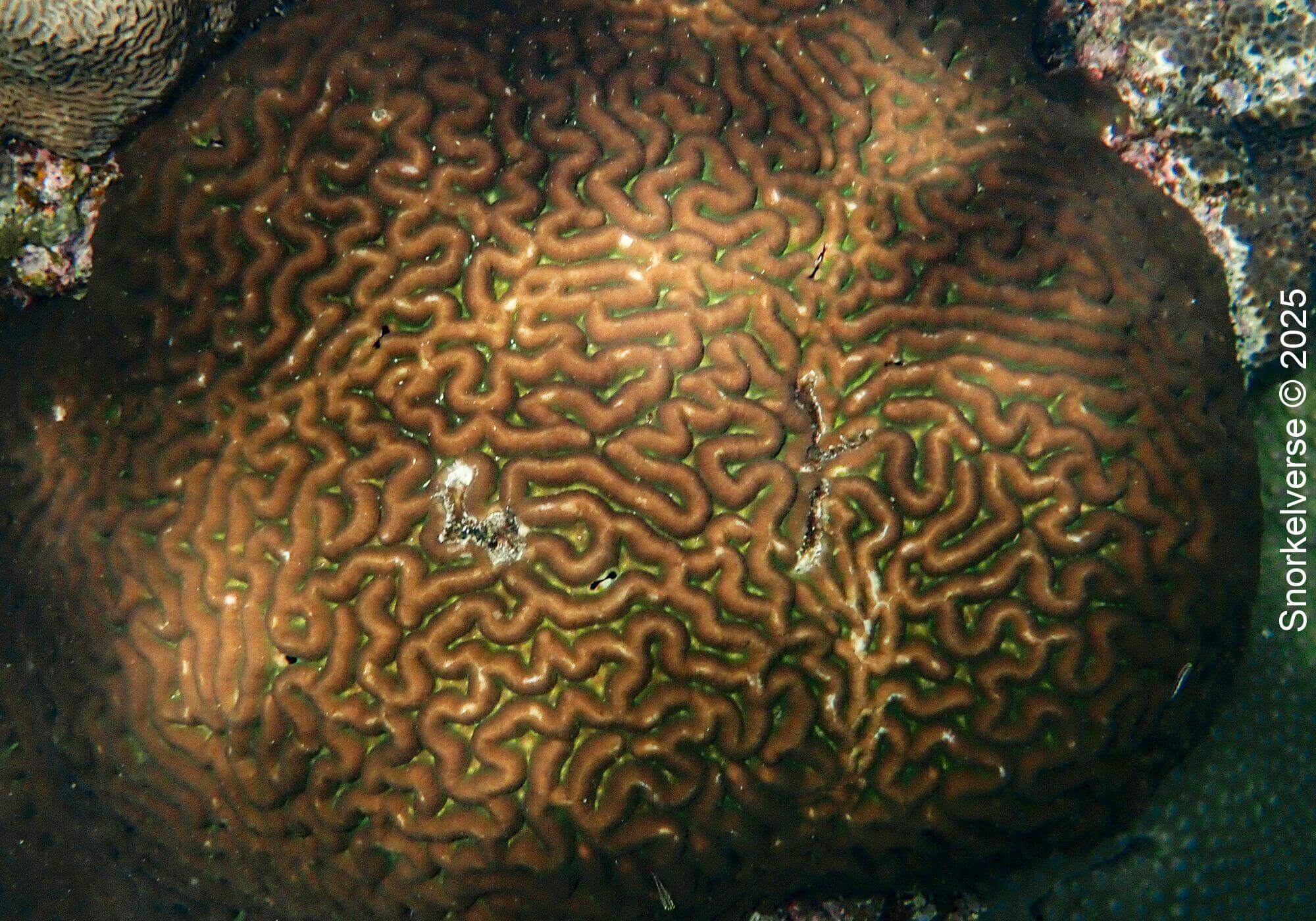Snorkeling the corals of Lighthouse Bay, Koh Tao 21 Brain Coral, Lighthouse Bay