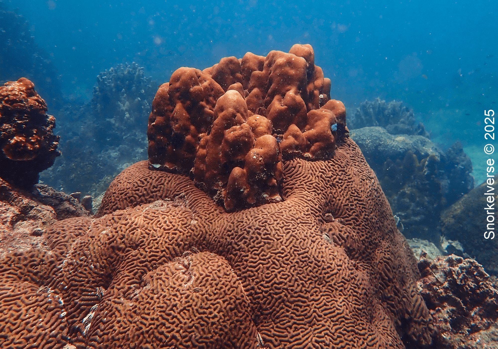 Snorkeling the corals of Lighthouse Bay, Koh Tao 18 Brain Coral, Lighthouse Bay, Koh Tao
