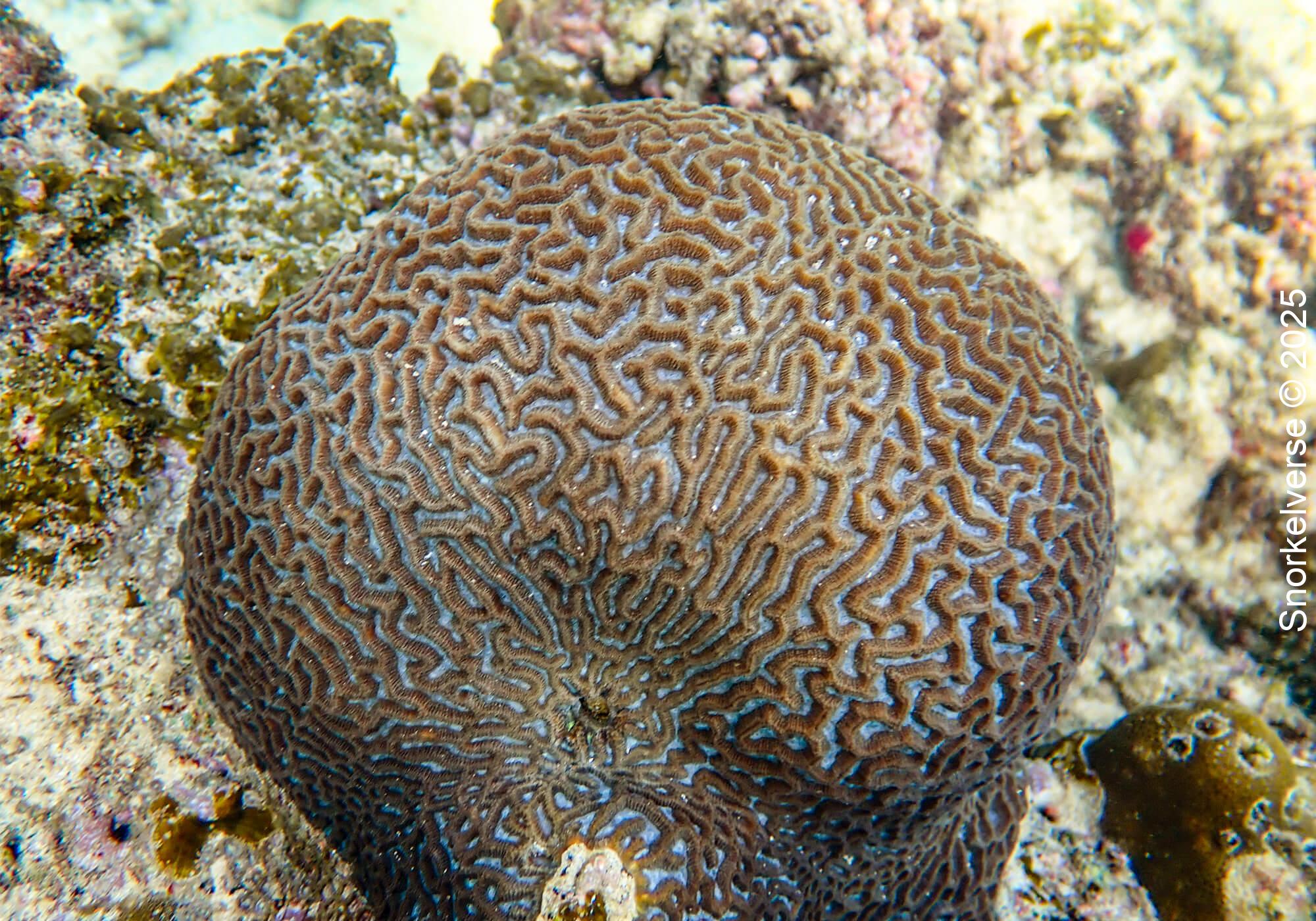 Brain Coral, Tanote Bay