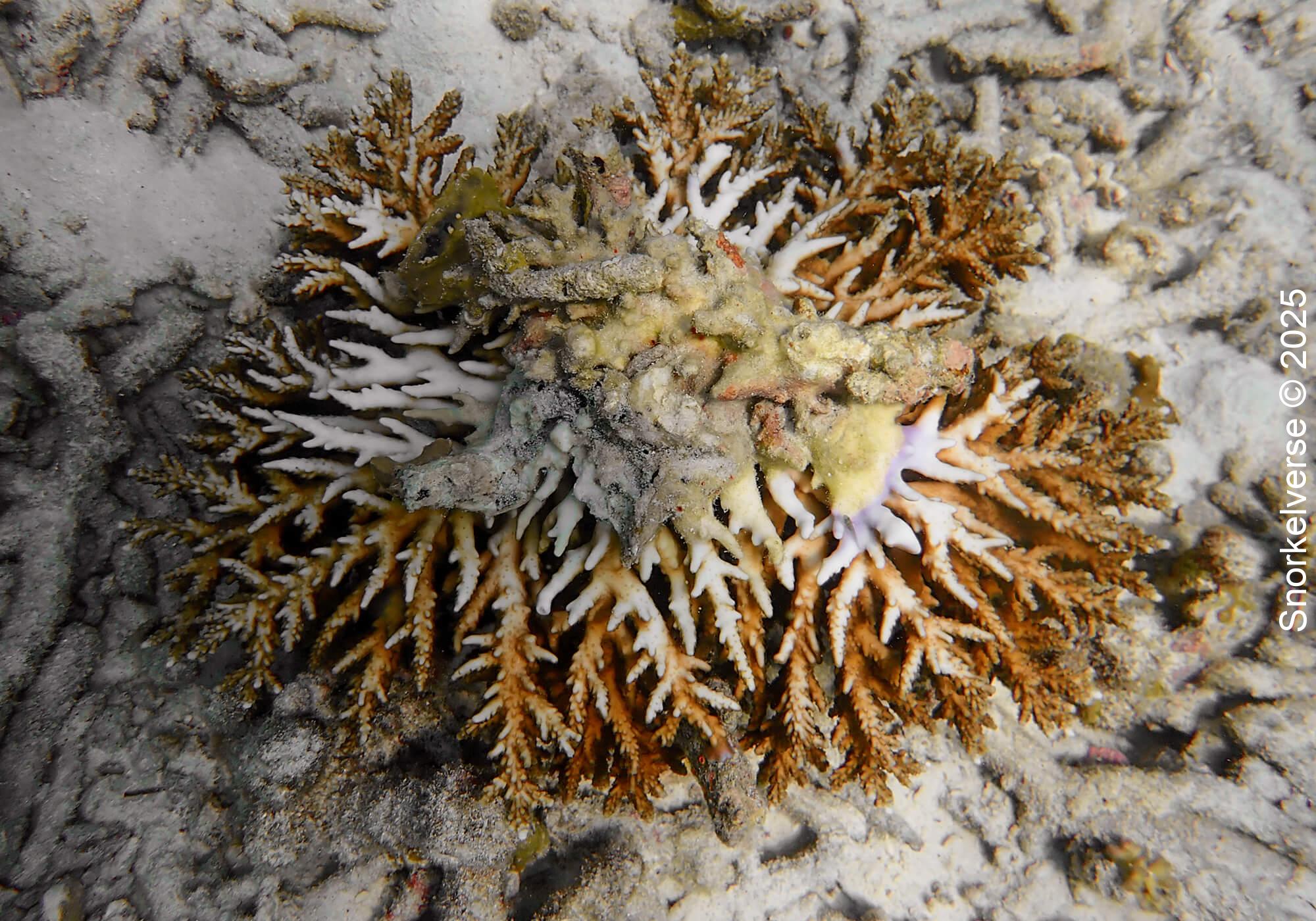 Broken Coral, Japanese Gardens, Koh Tao