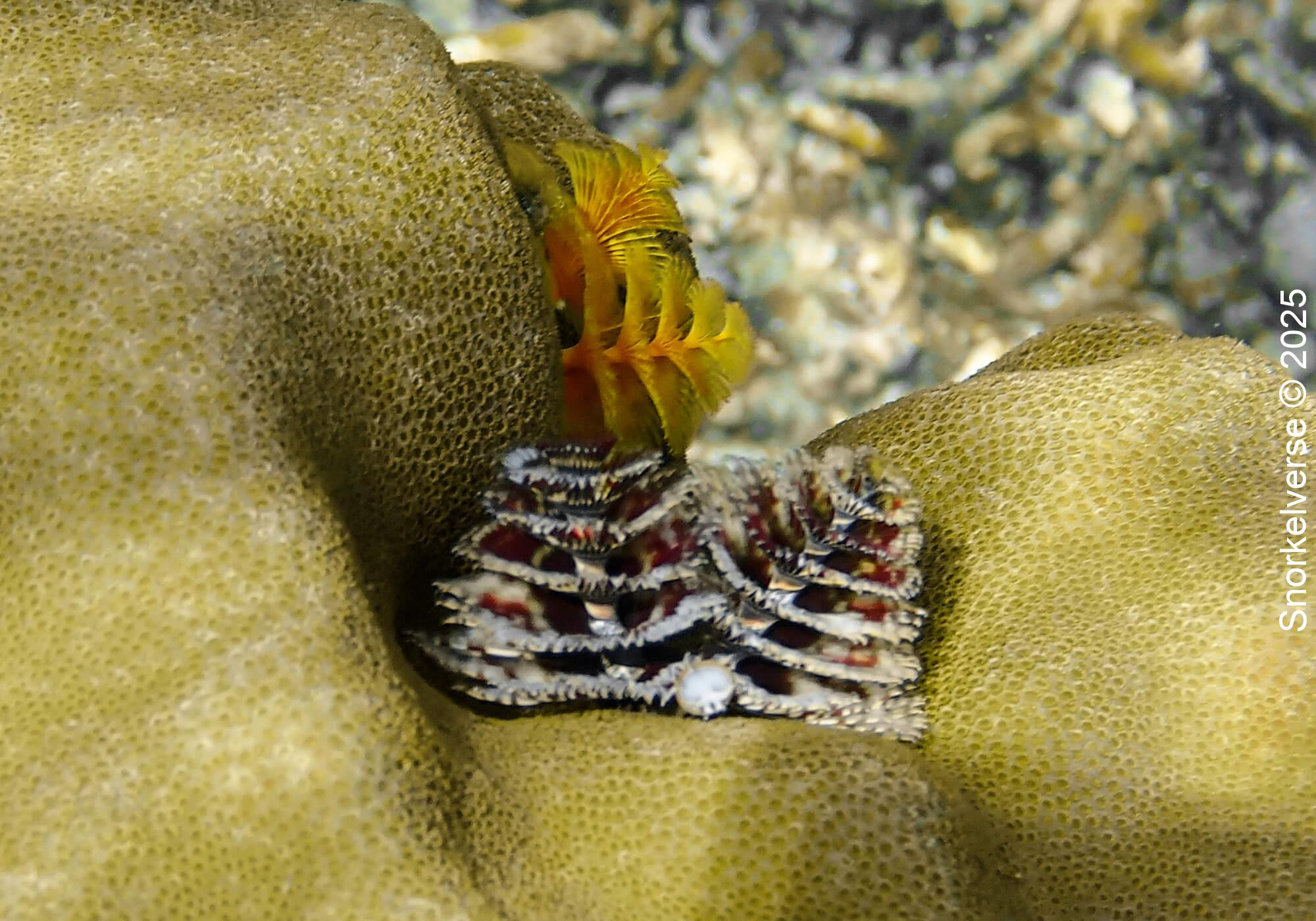 Christmas Tree Worms, Japanese Gardens