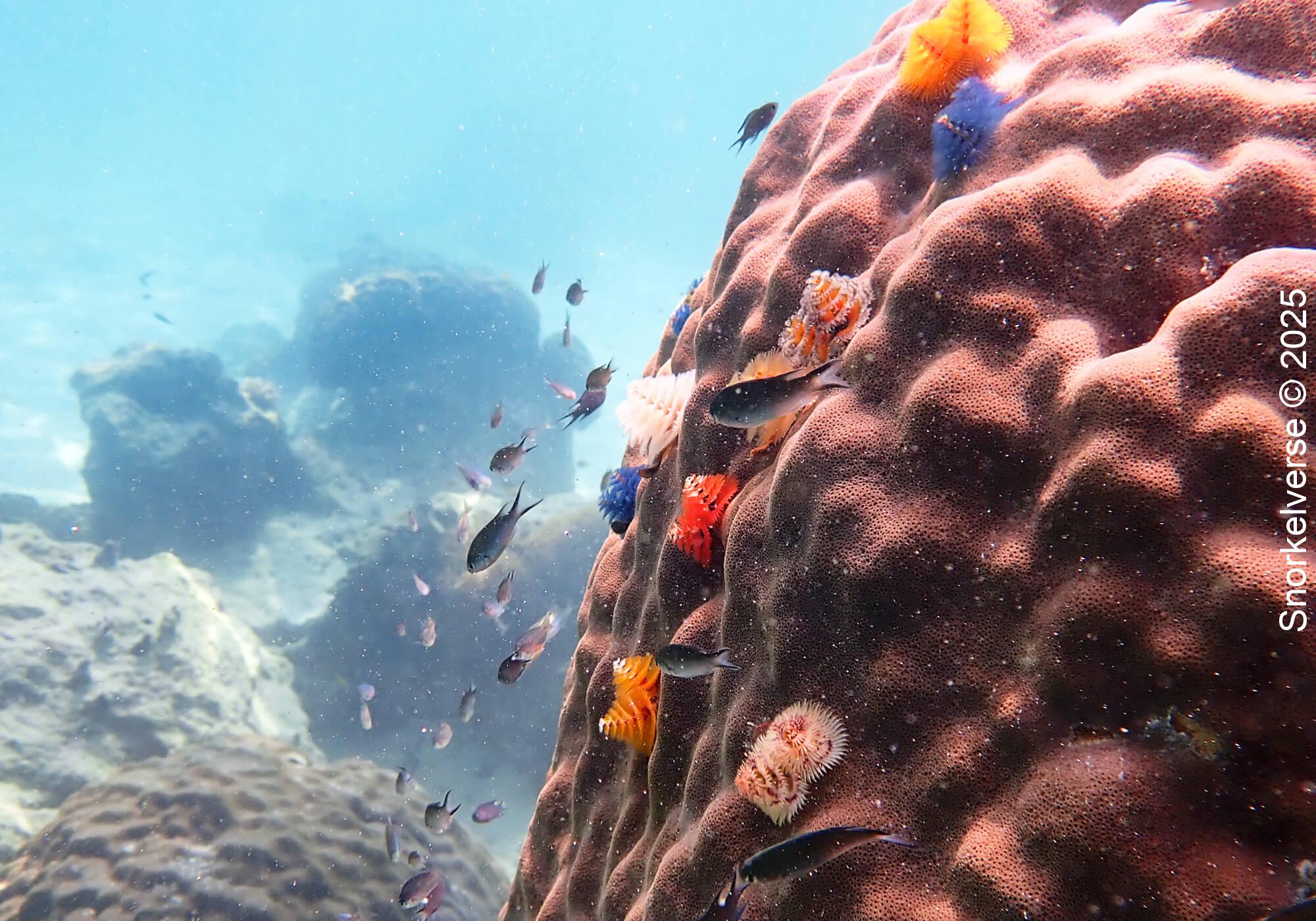 Coral Reef, Japanese Gardens, Koh Tao